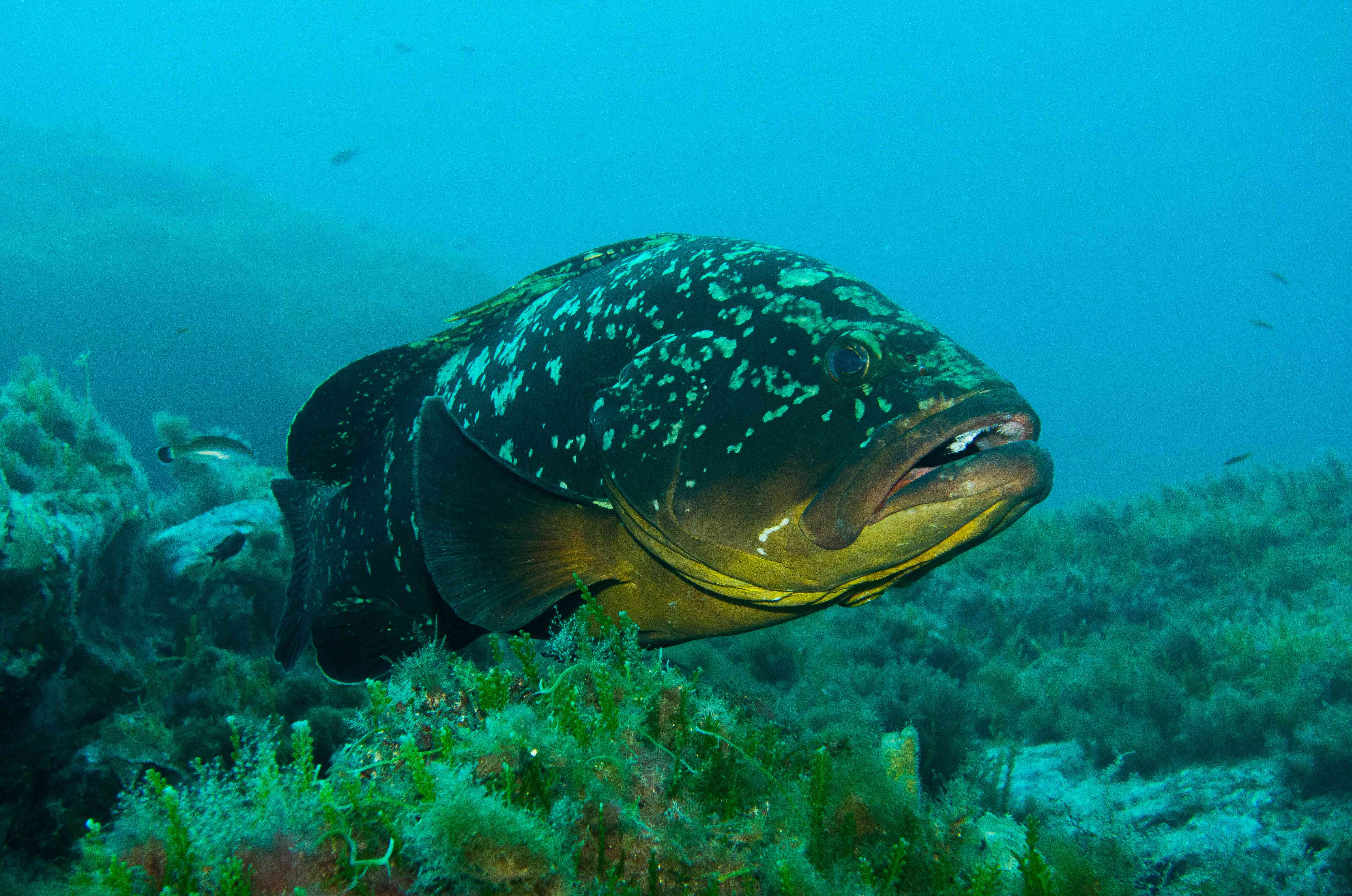 Plongeeo Club de plongée Hyères - Plongeeo Club