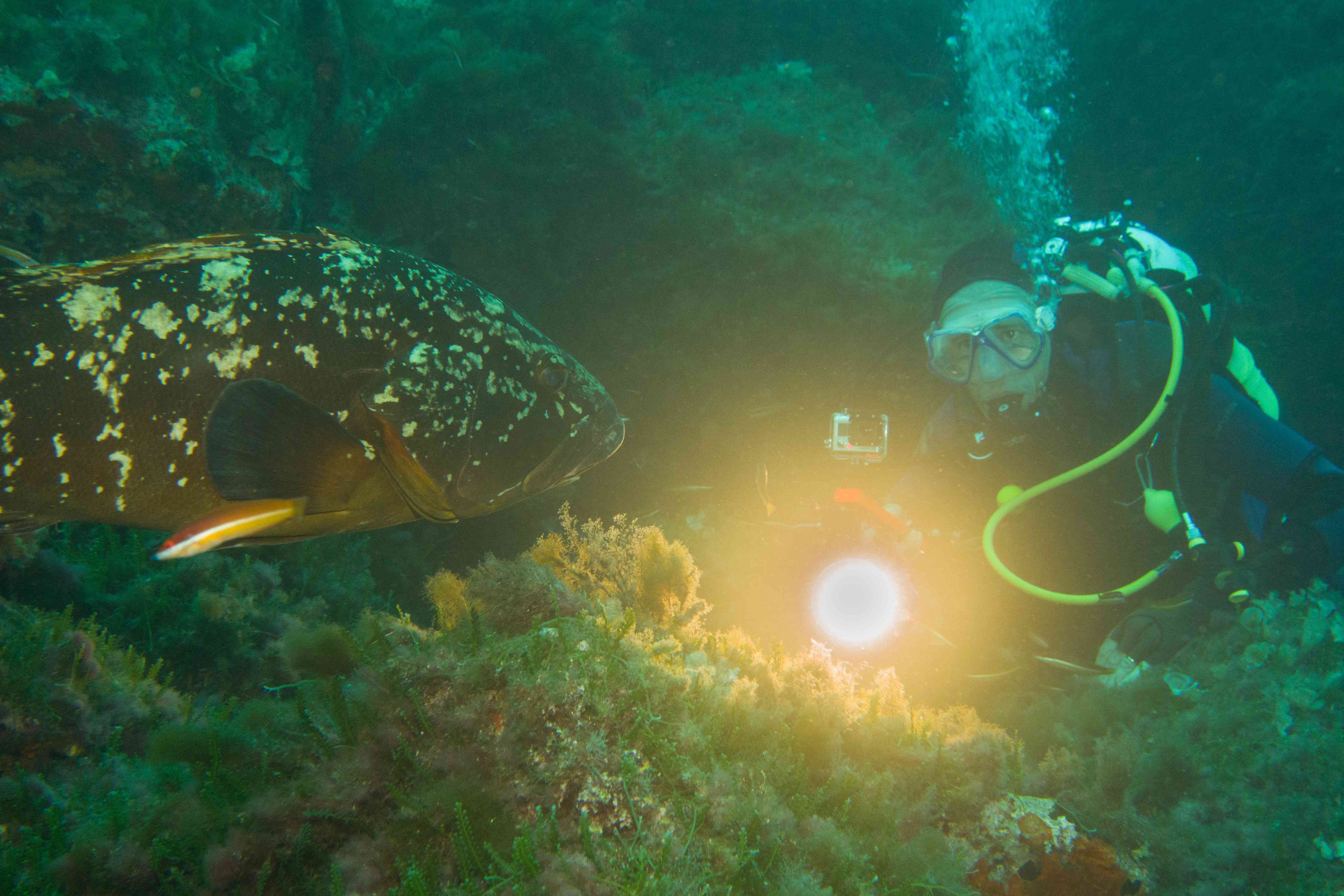 Plongeeo Club de plongée Hyères - Plongeeo Club