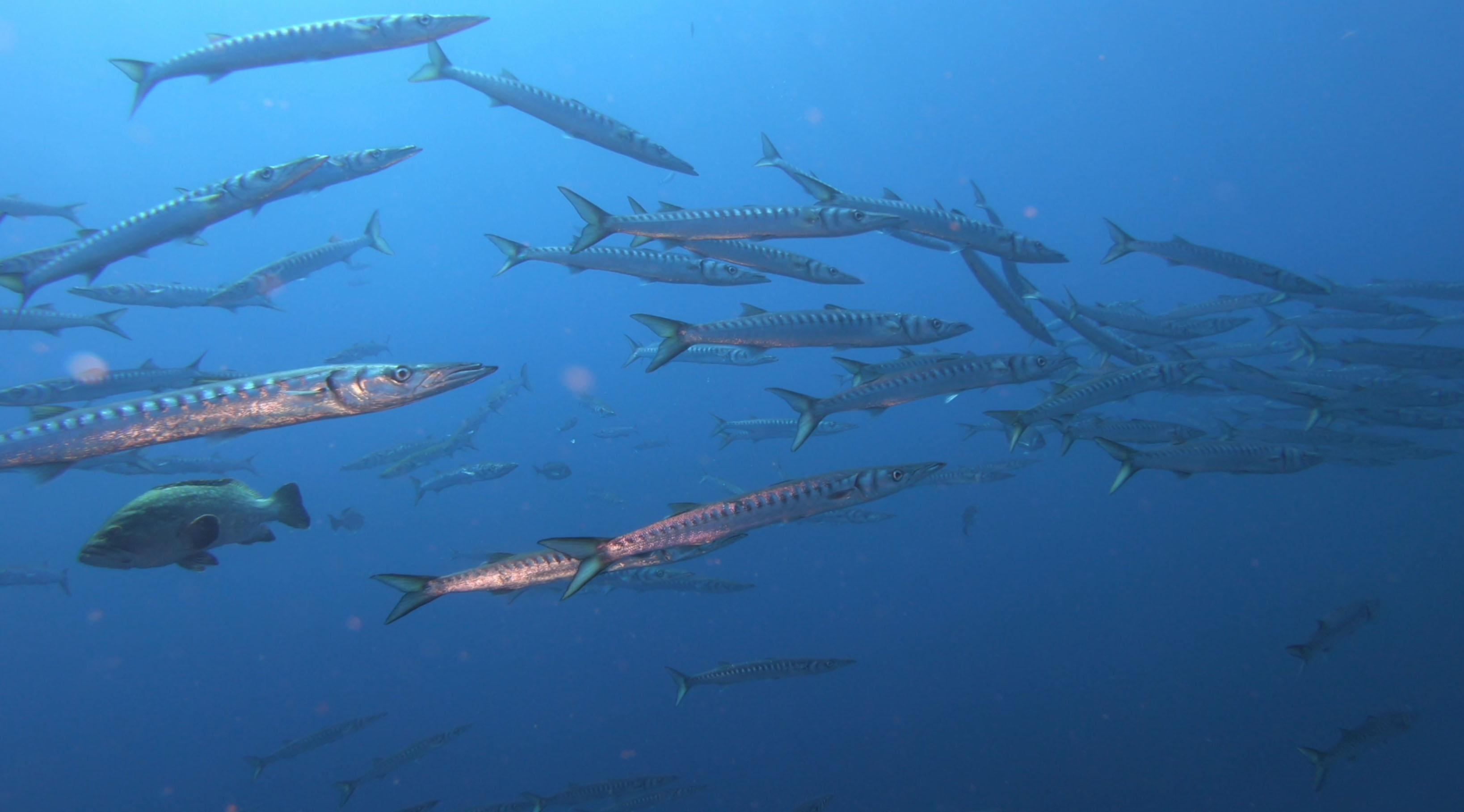 Plongeeo Club de plongée Hyères - Plongeeo Club