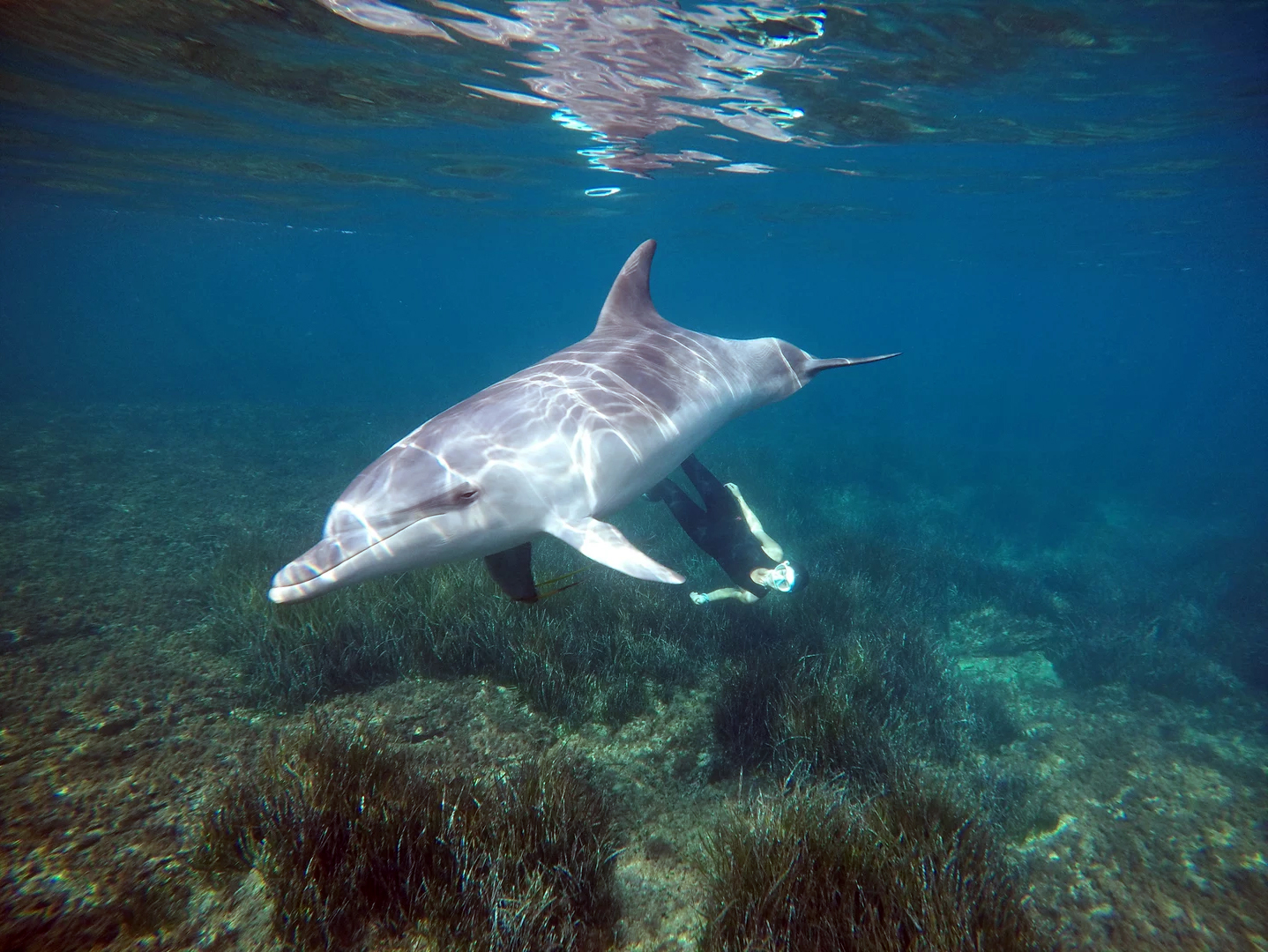 Le dauphin - Randomarine