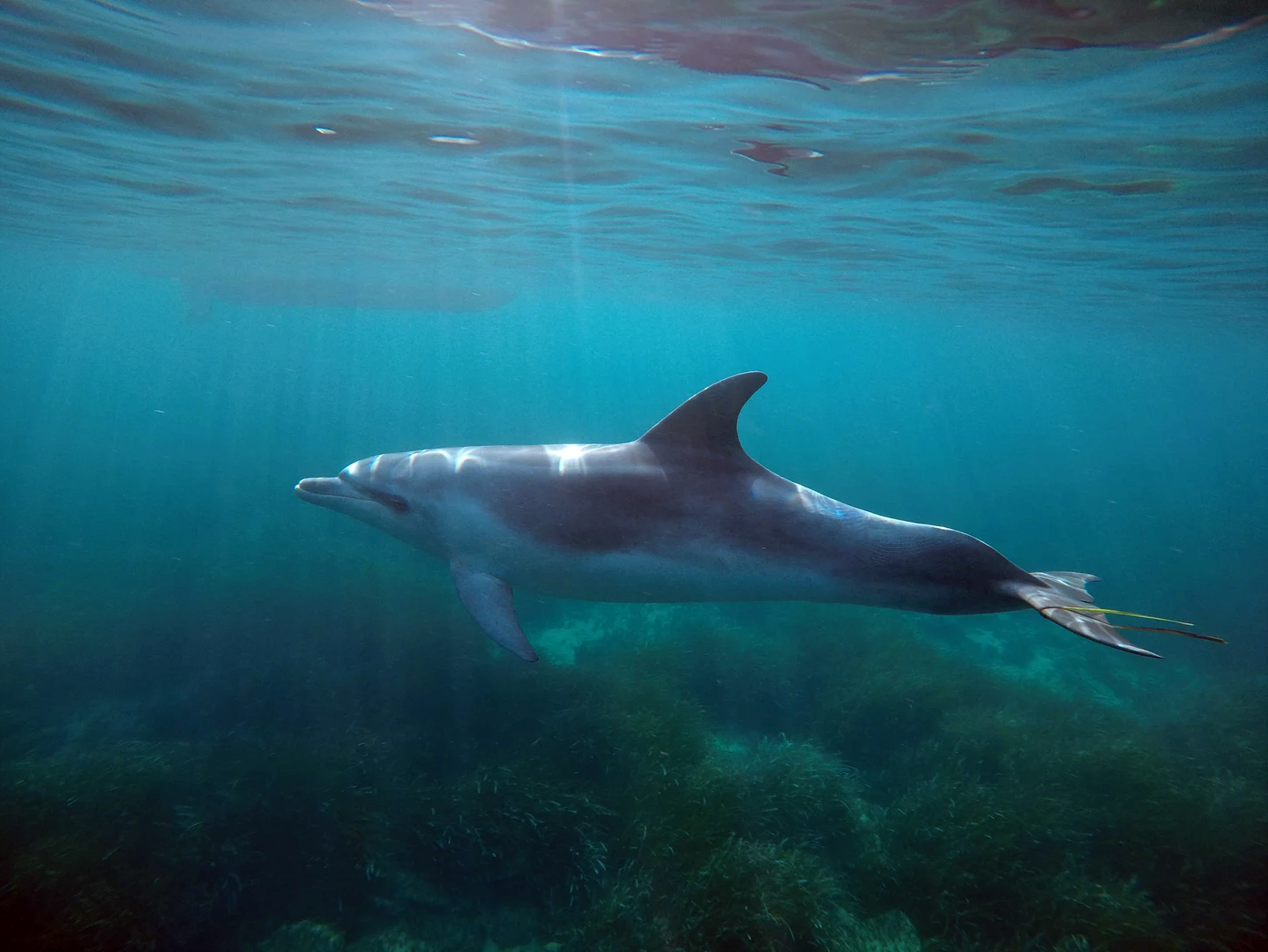 Le dauphin - Randomarine