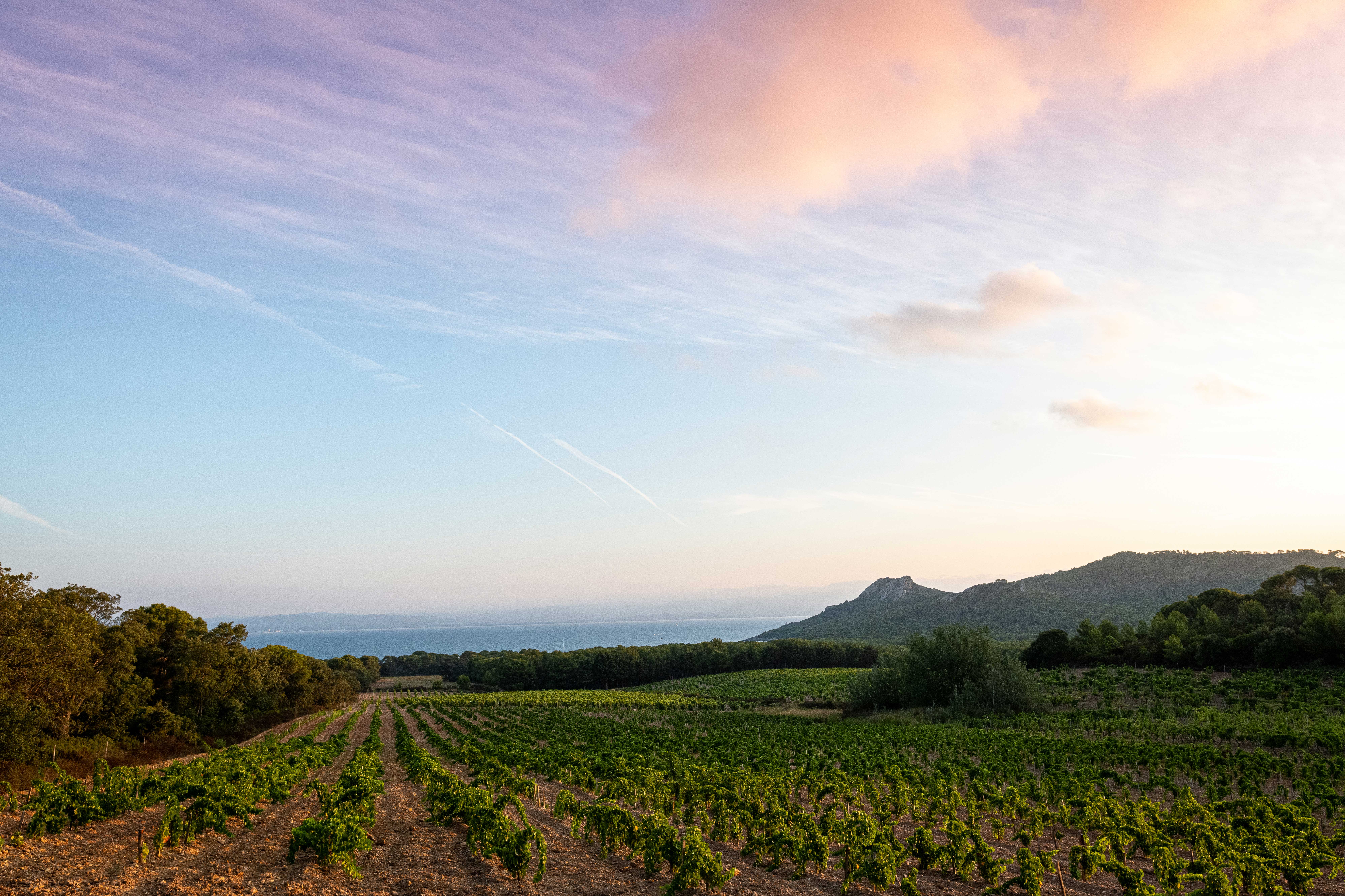 Domaine de l'île de porquerolles - Brice Braastad
