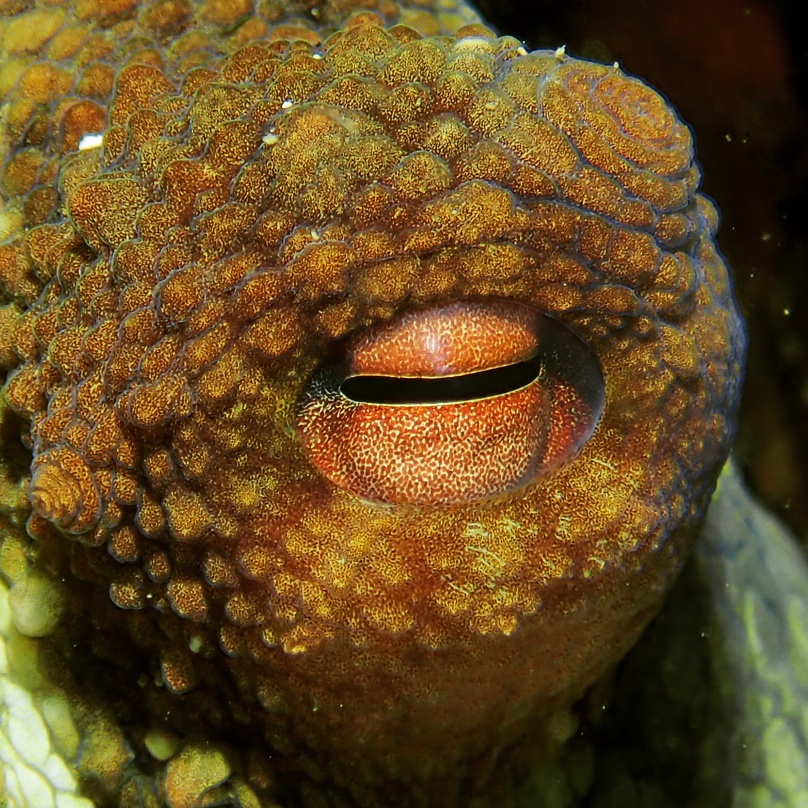 Eye of the Poulpi - Saint p'Hyères plongee