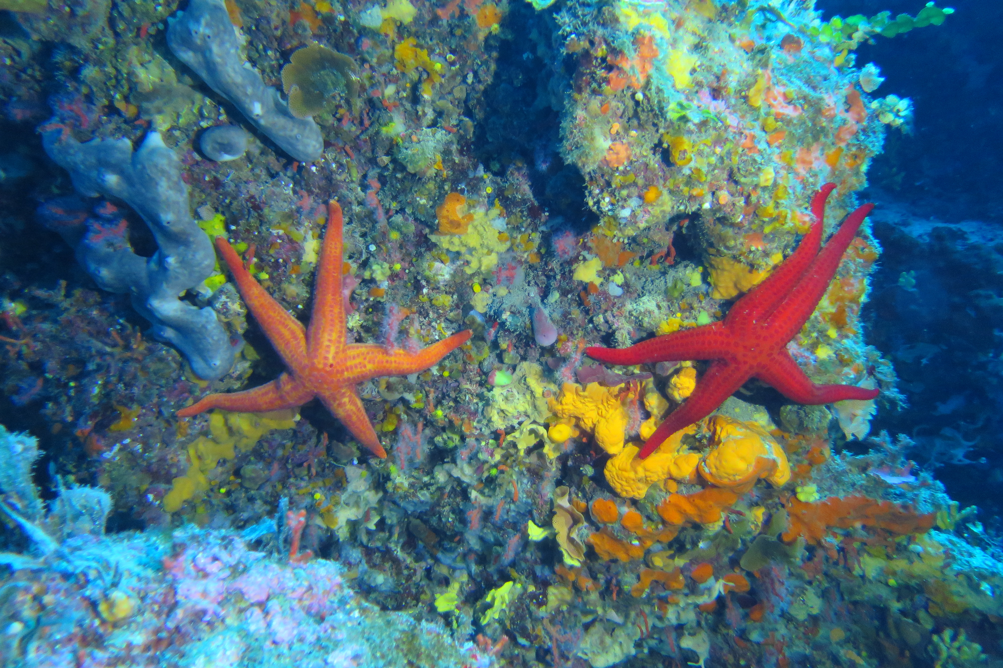 Le Brusc Plongée  - Etoiles de mer - Le Brusc Plongée