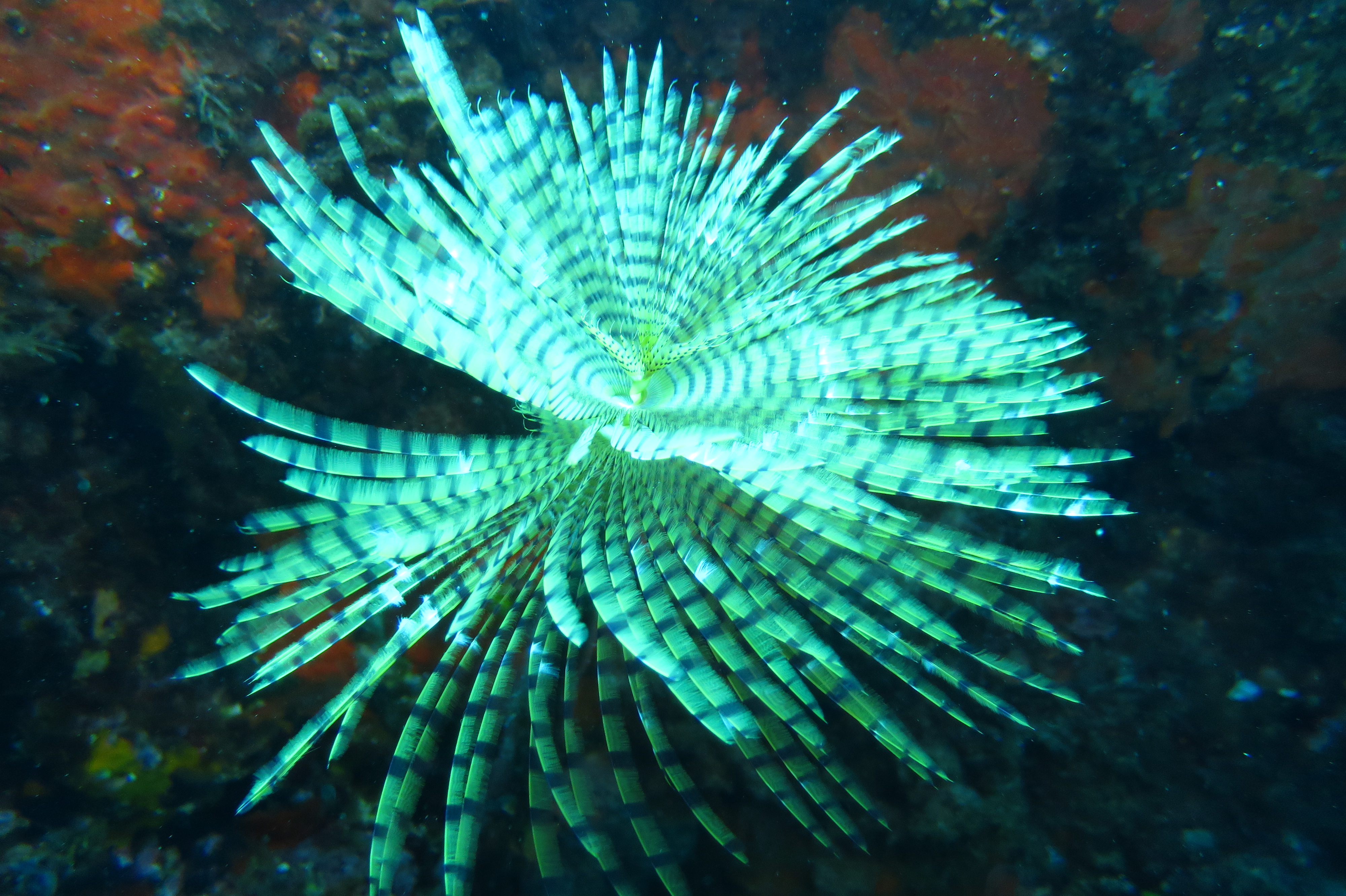 Spirographe - Le Brusc Plongée - Le Brusc Plongée