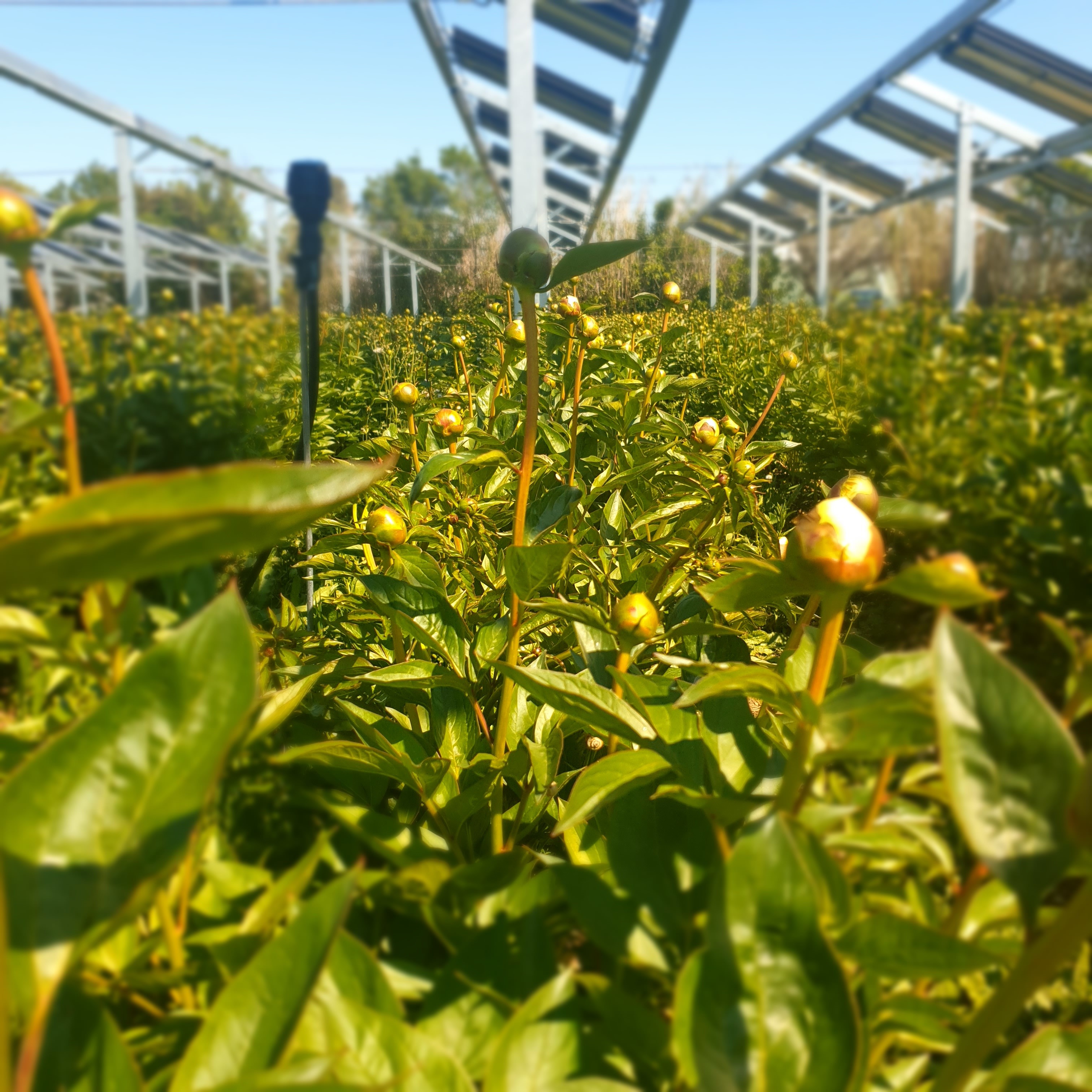 Terre de pivoine - Terre de Pivoine