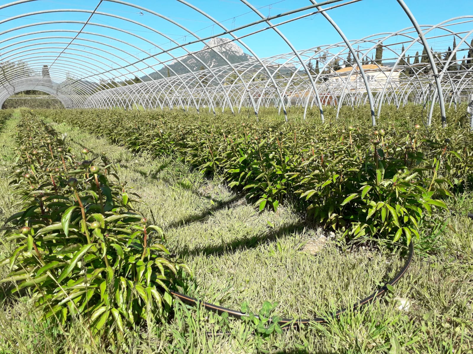 Terre de pivoine - Terre de Pivoine