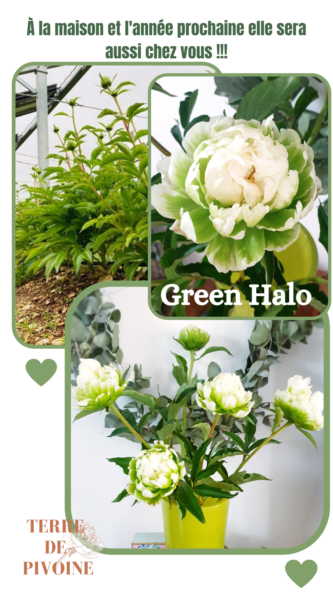 Green Halo : l'exclusivité - Terre de Pivoine