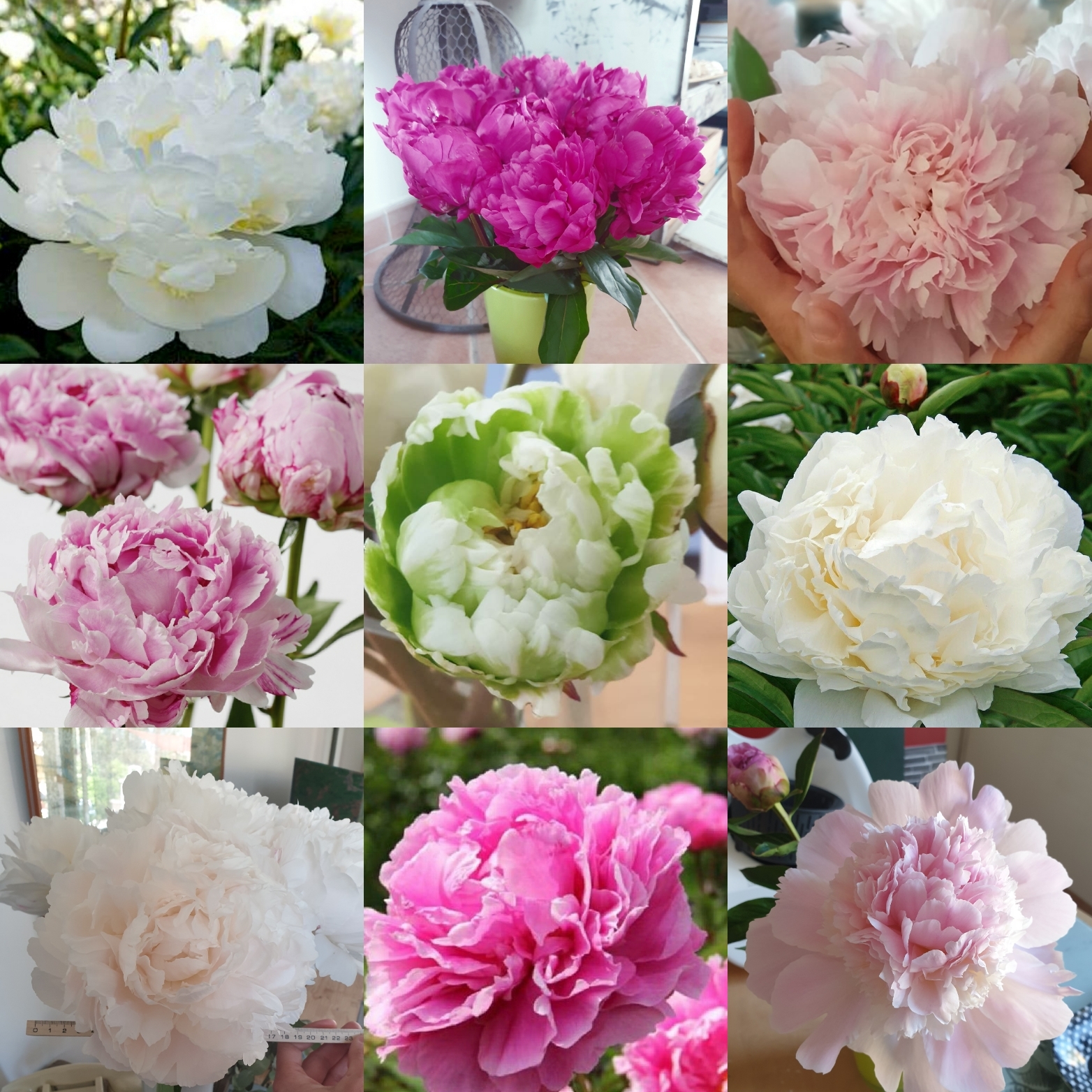 Nos variétés - Terre de Pivoine