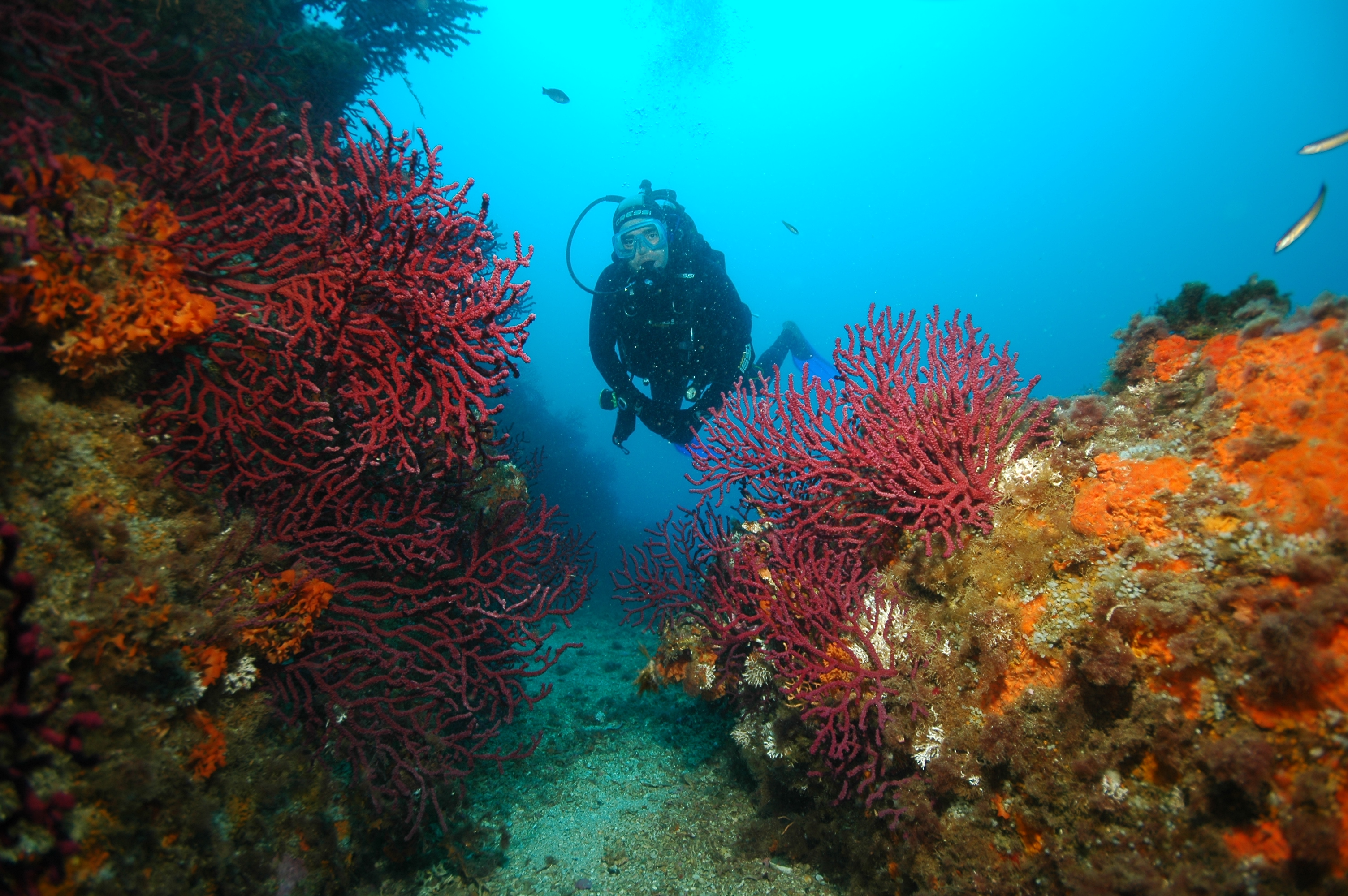 Fabrice Boissier - Hippocampe