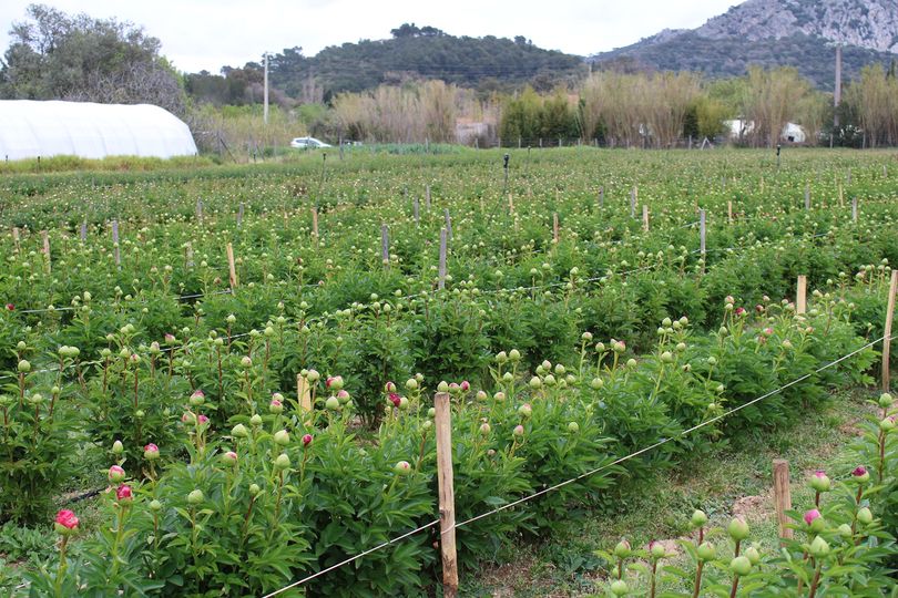 Fleurs de Marcel - Fleurs de Marcel