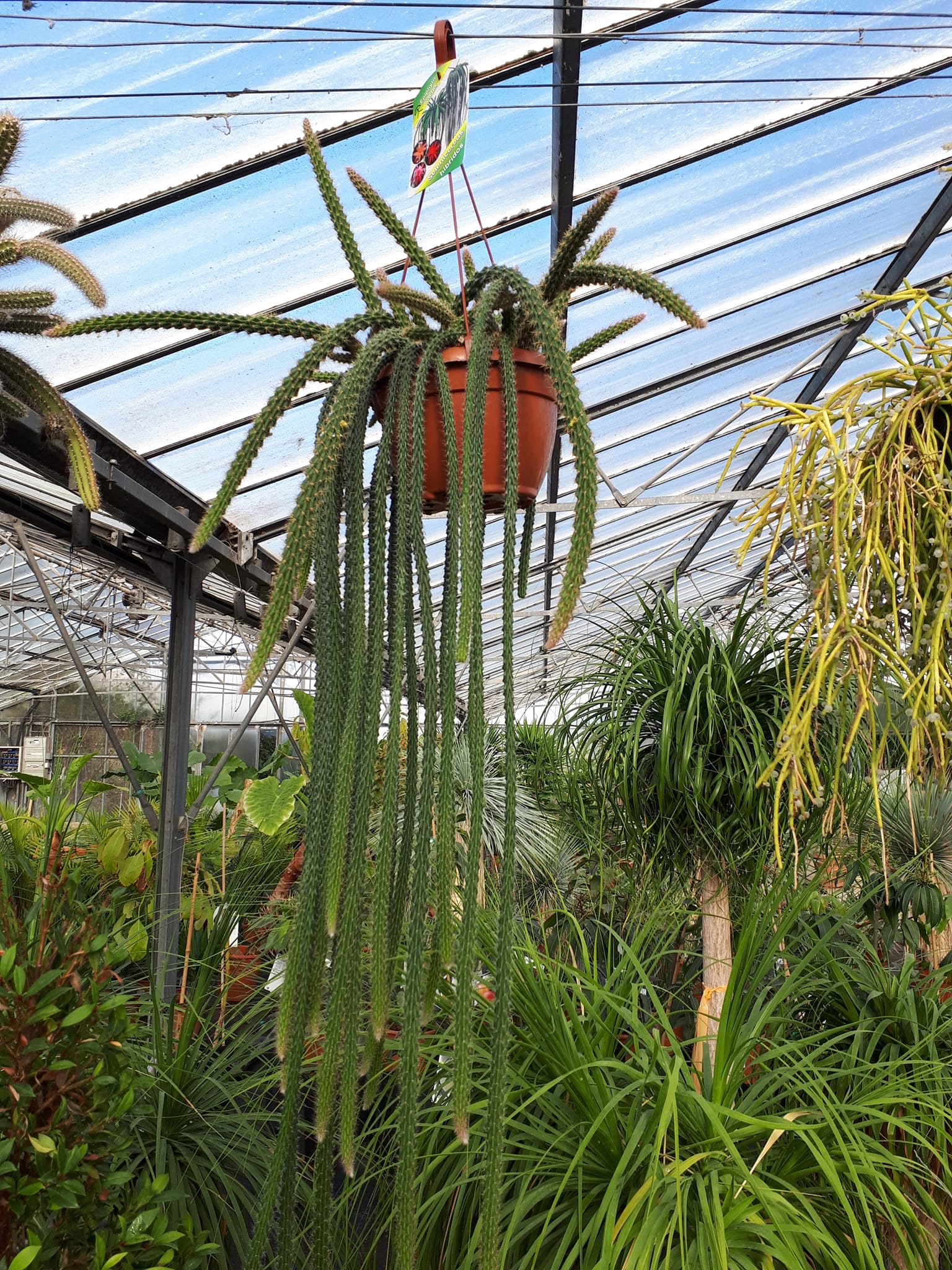 Cactus - Pépinières de Montgolfier