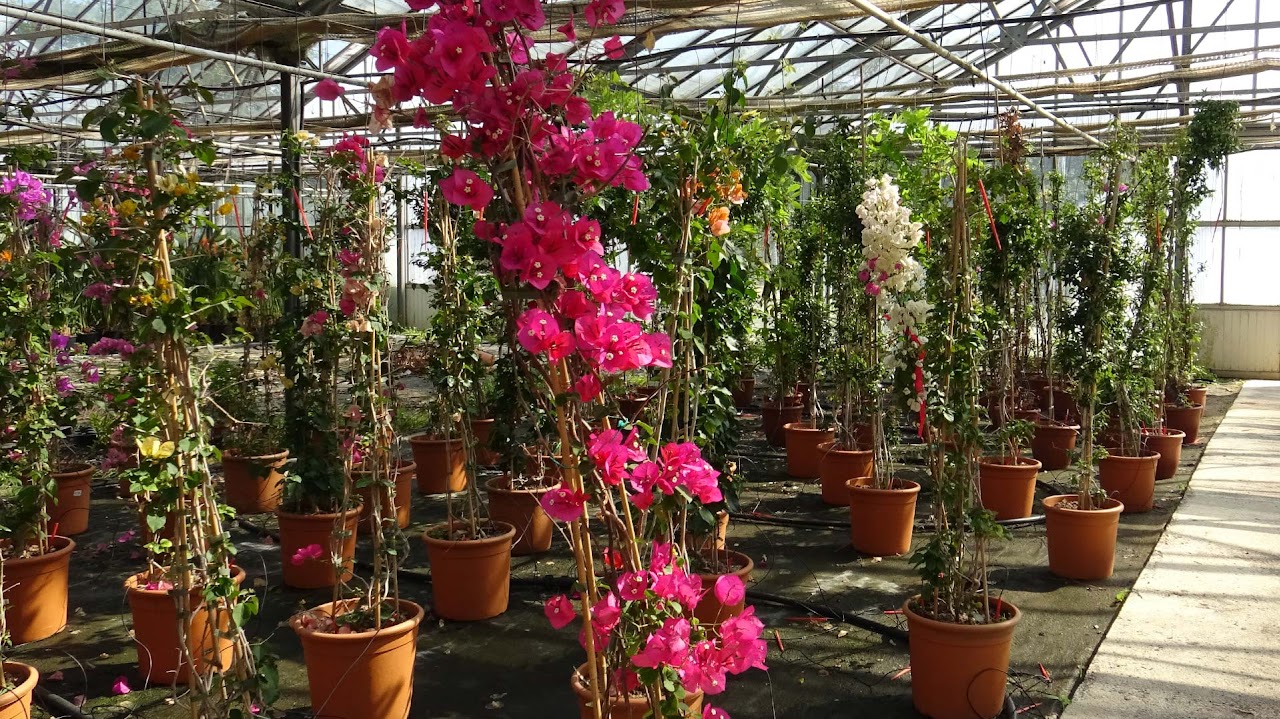 bougainvillier - Pépinières de Montgolfier
