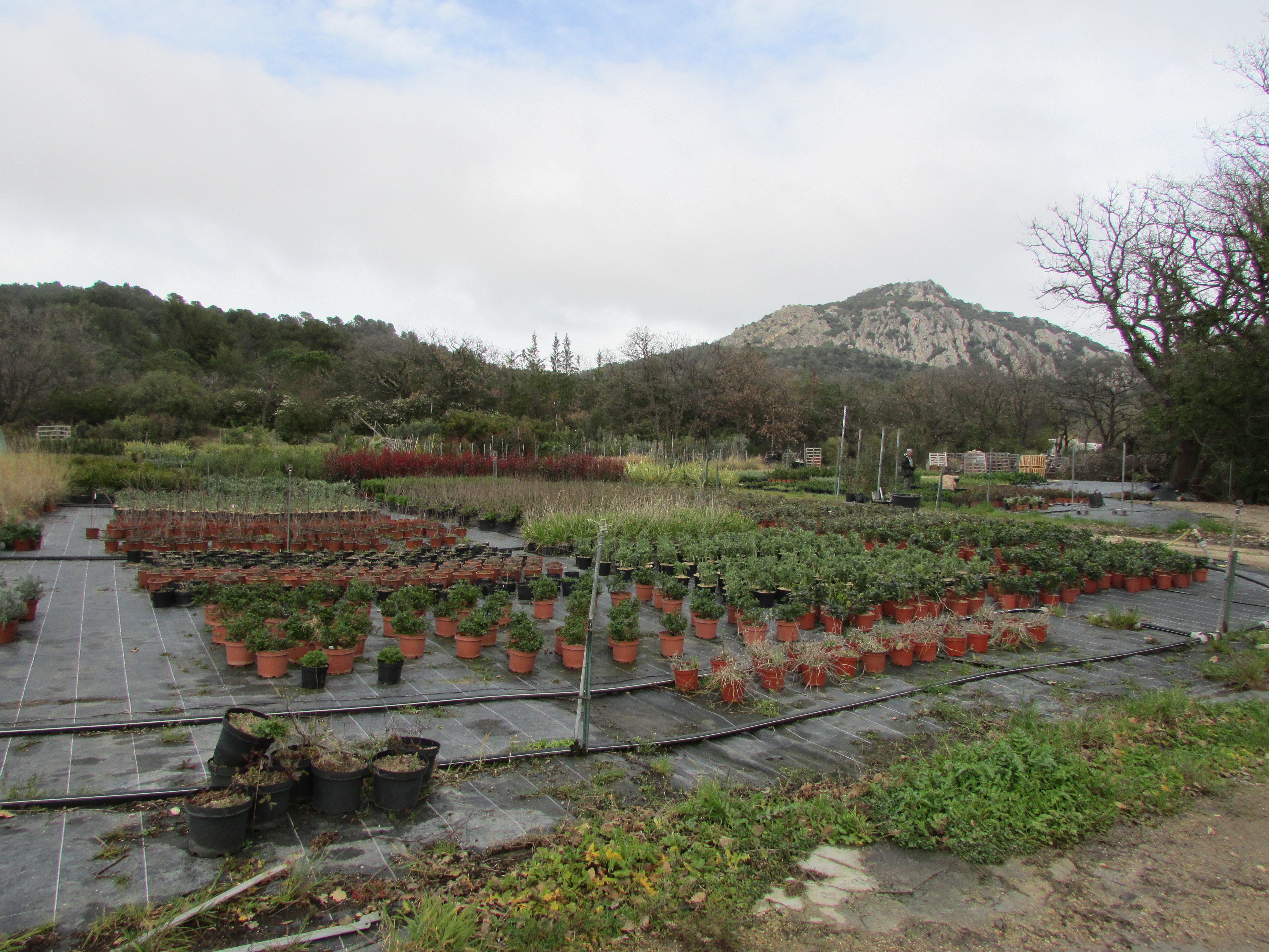 Pépinières de Montgolfier - Y.S