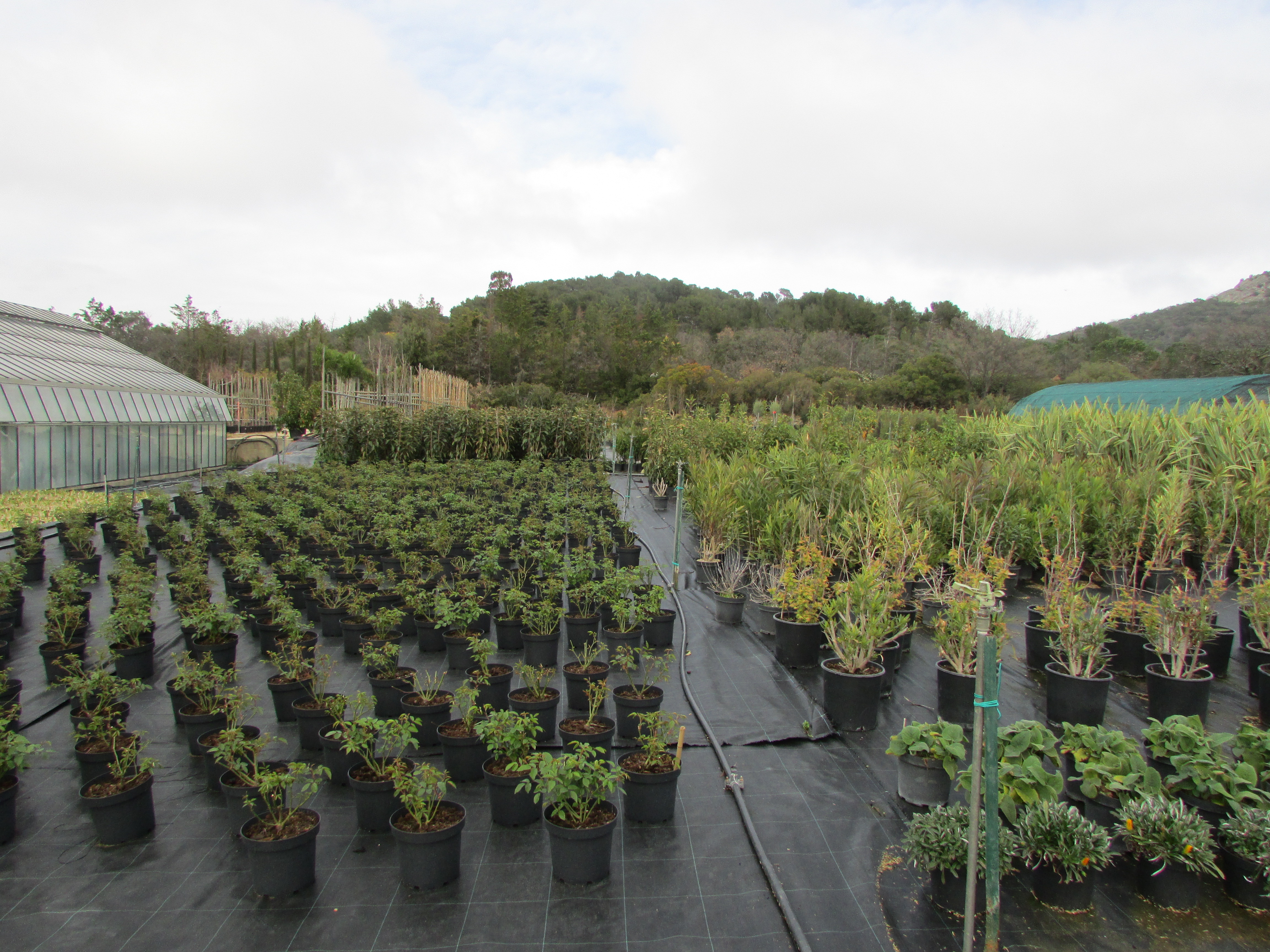 Pépinières de Montgolfier - Y.S