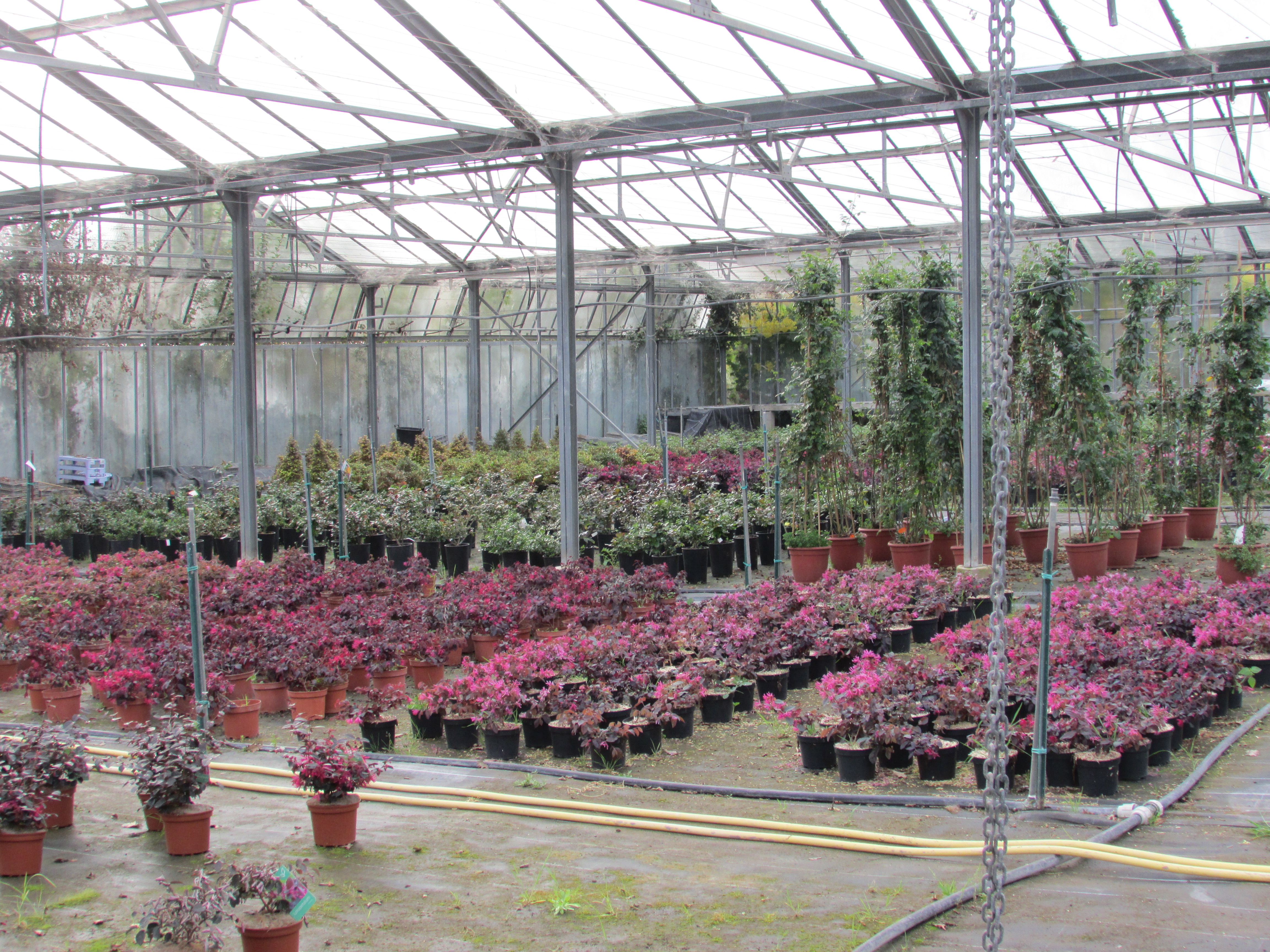 Pépinières de Montgolfier - Y.S