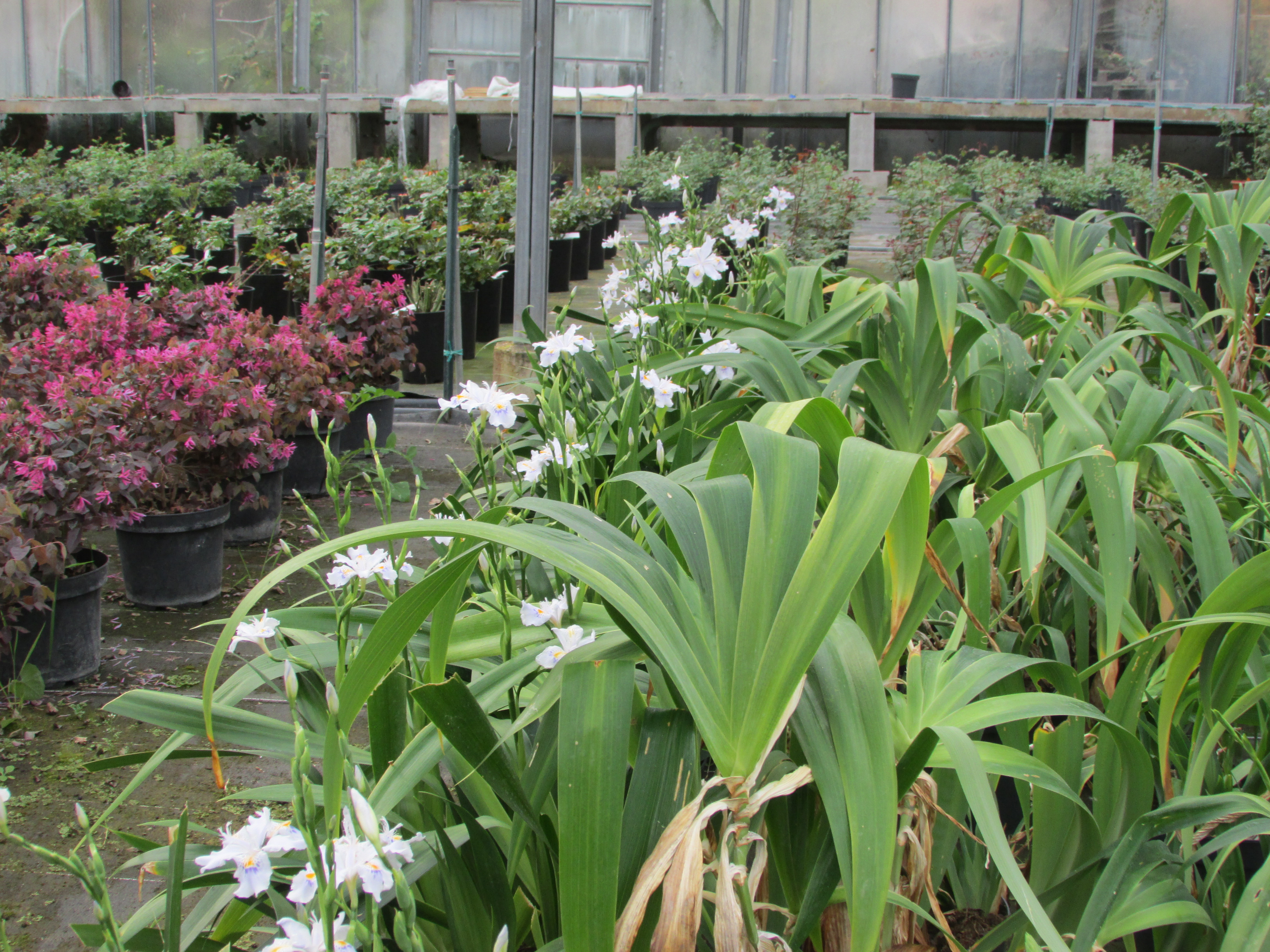 Pépinières de Montgolfier - Y.S