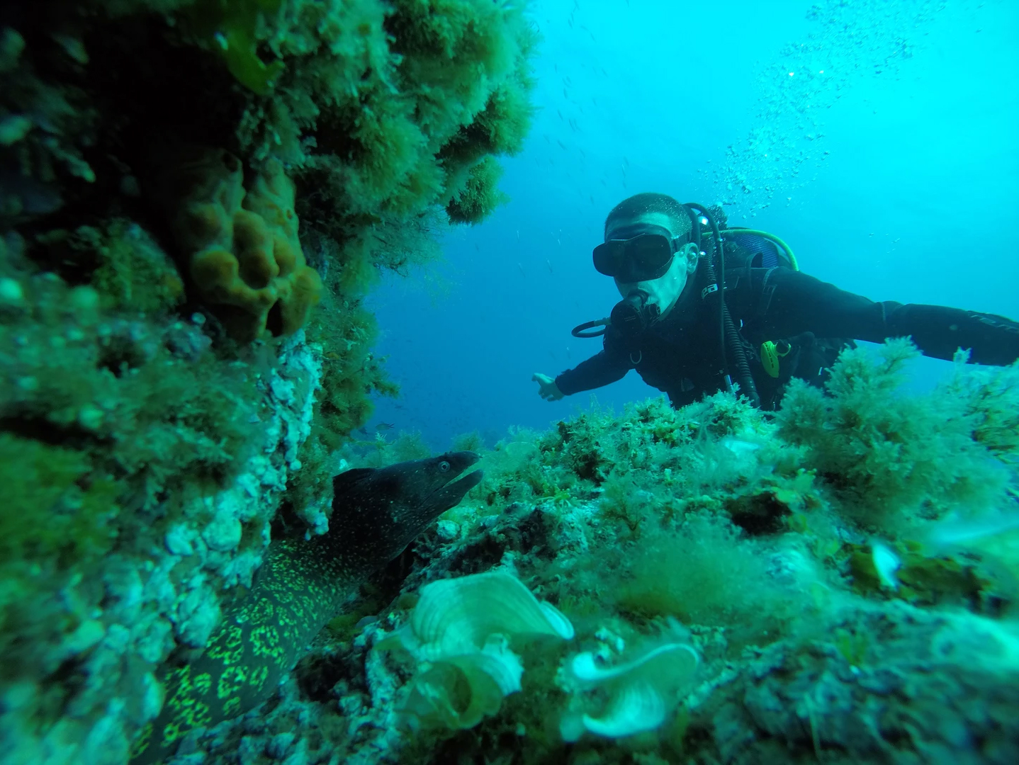 Rencontre avec une murène - Randomarine