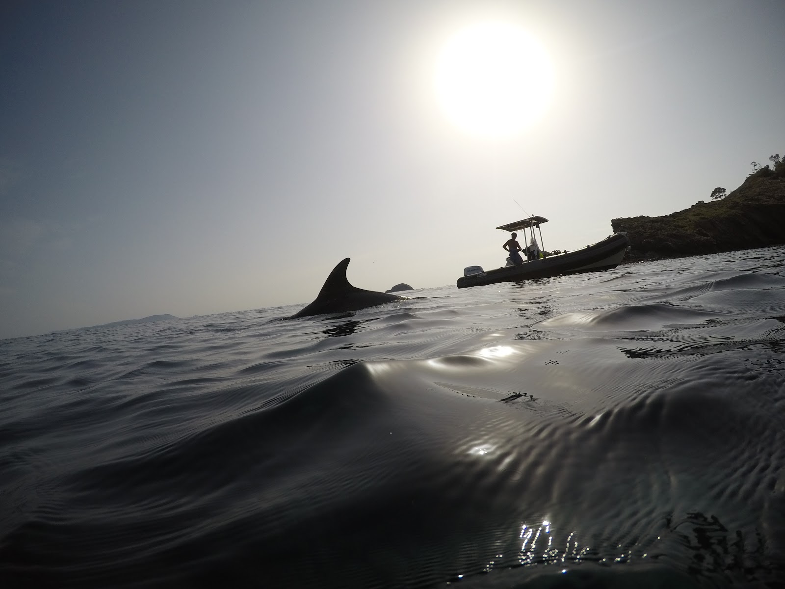 Dauphins - RANDOMARINE