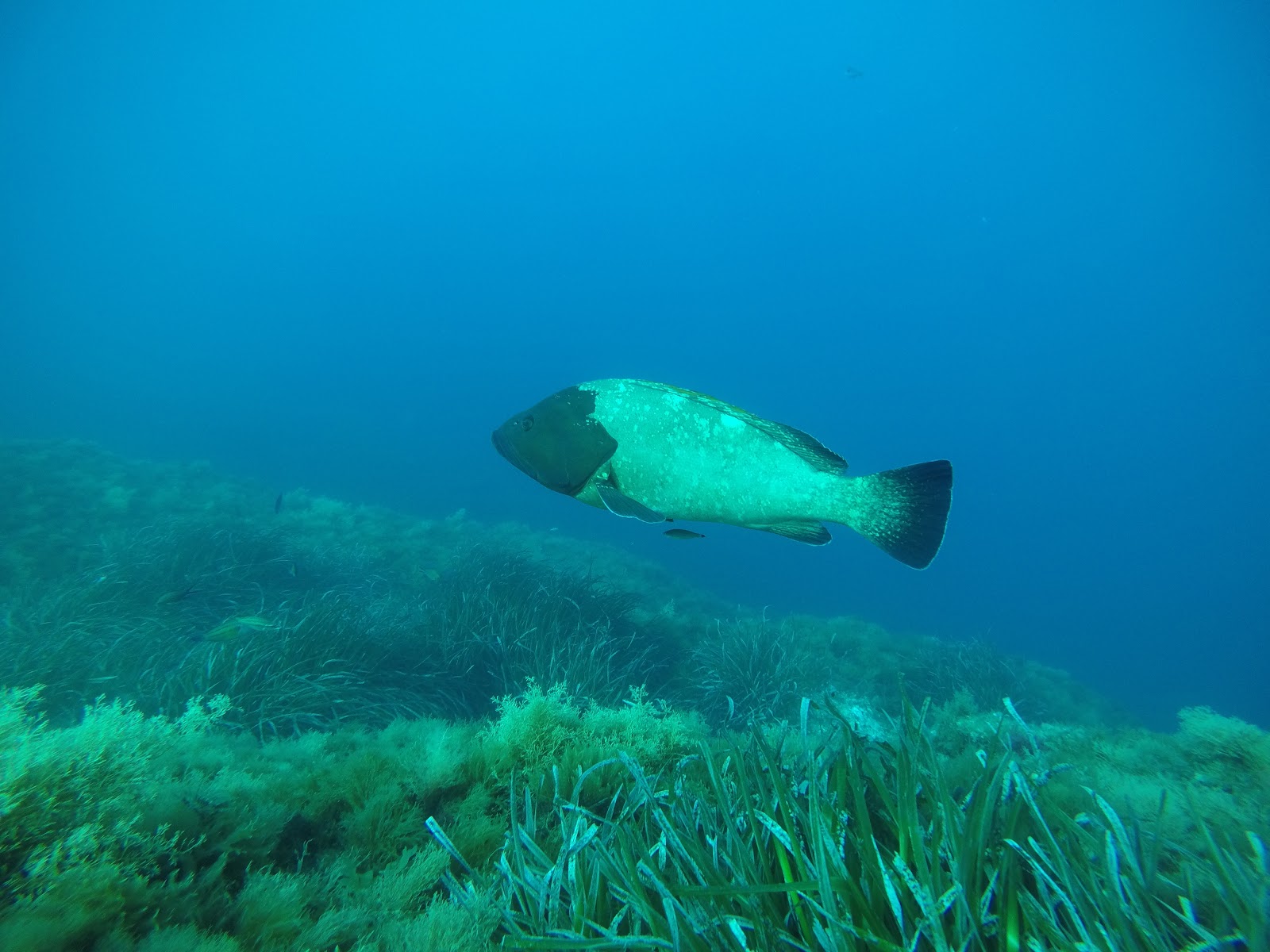 poisson - RANDOMARINE