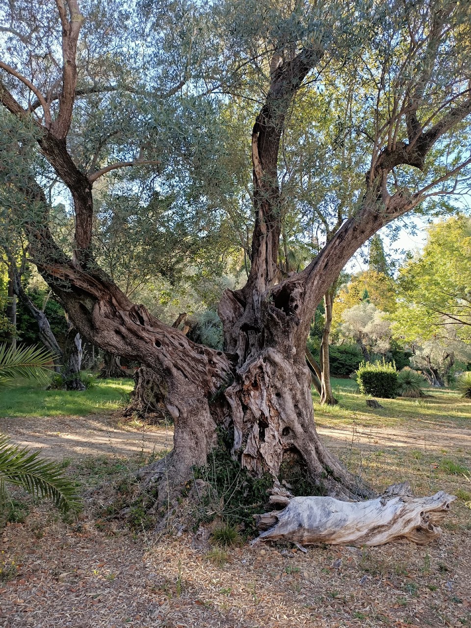 Villa Magdala - Villa Magdala