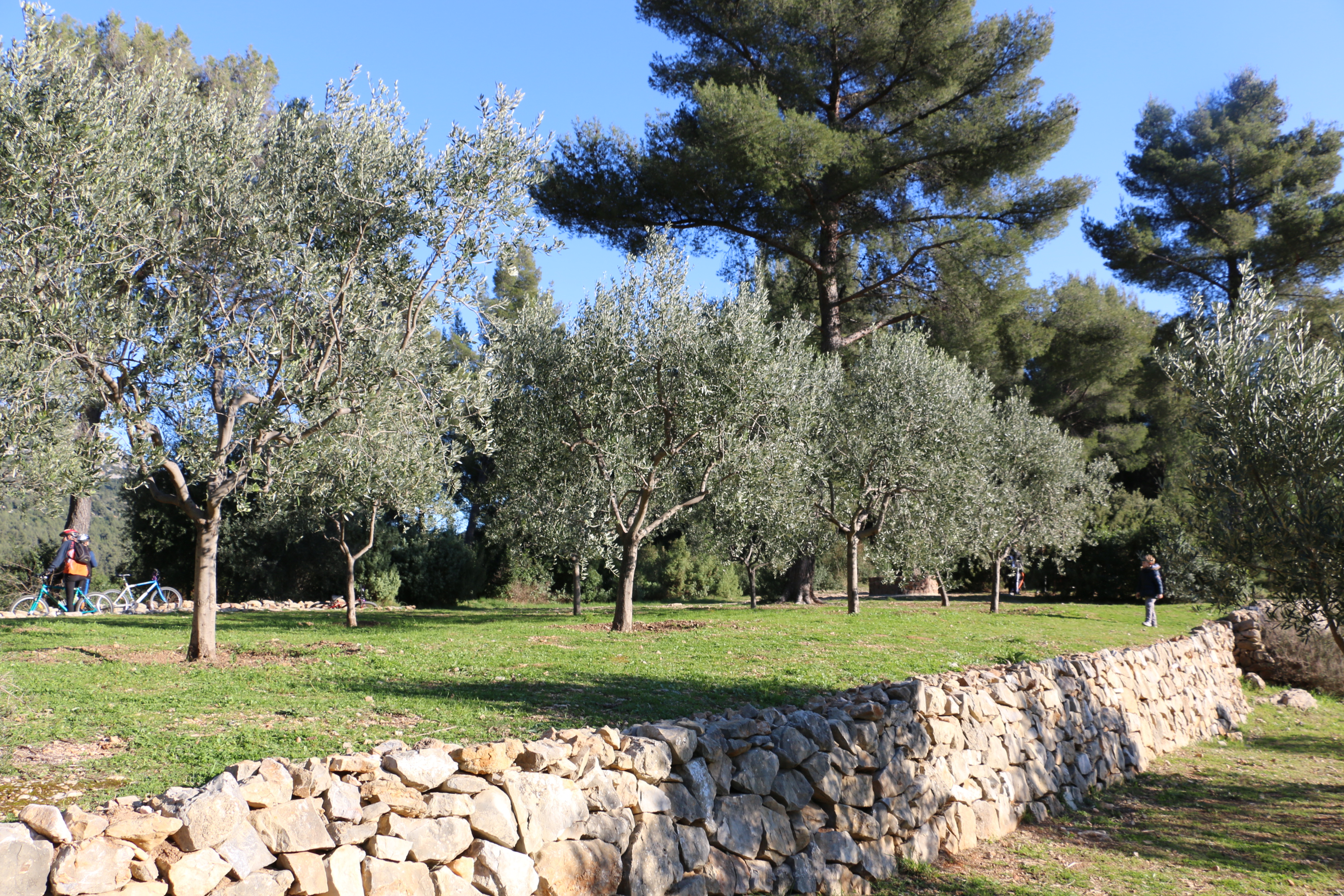 Les Oliviers - © Sandrinew