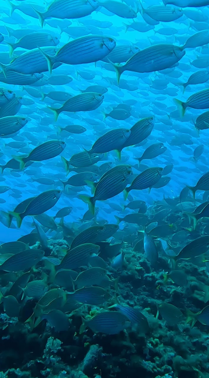 Saupes - Le Brusc Plongée