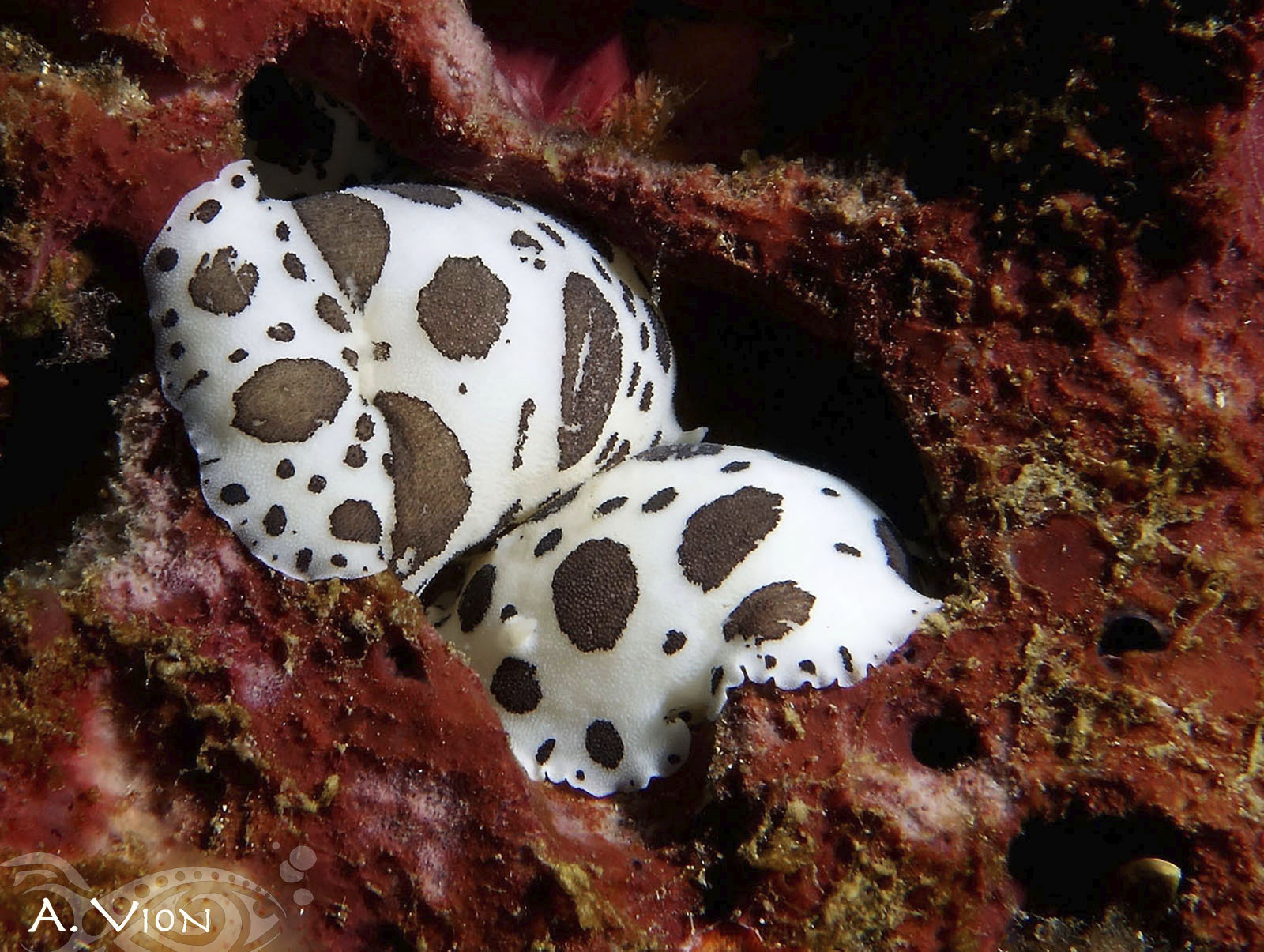 Doris dalmatien - Le Brusc Plongée