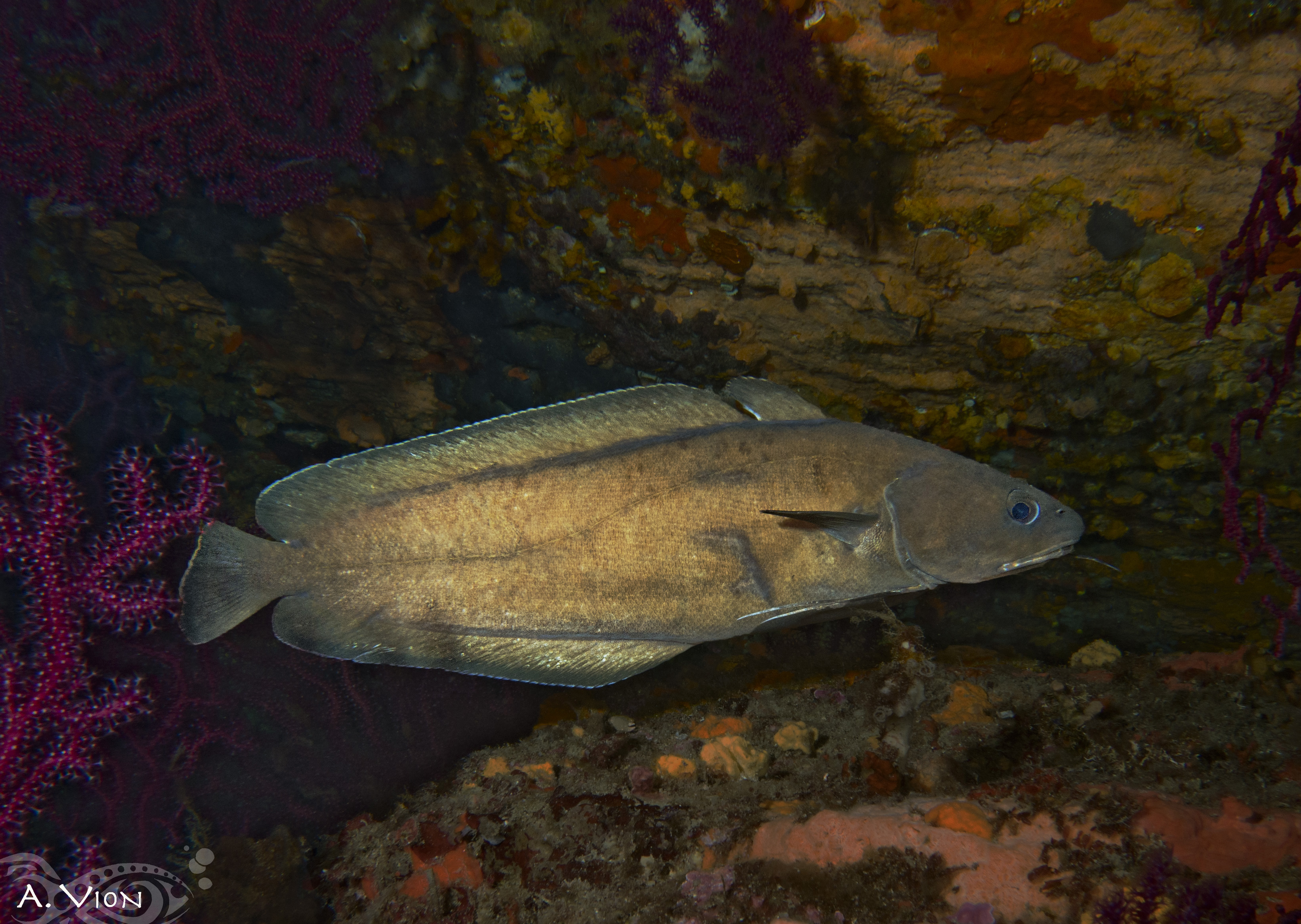 Mostelle - Le Brusc Plongée