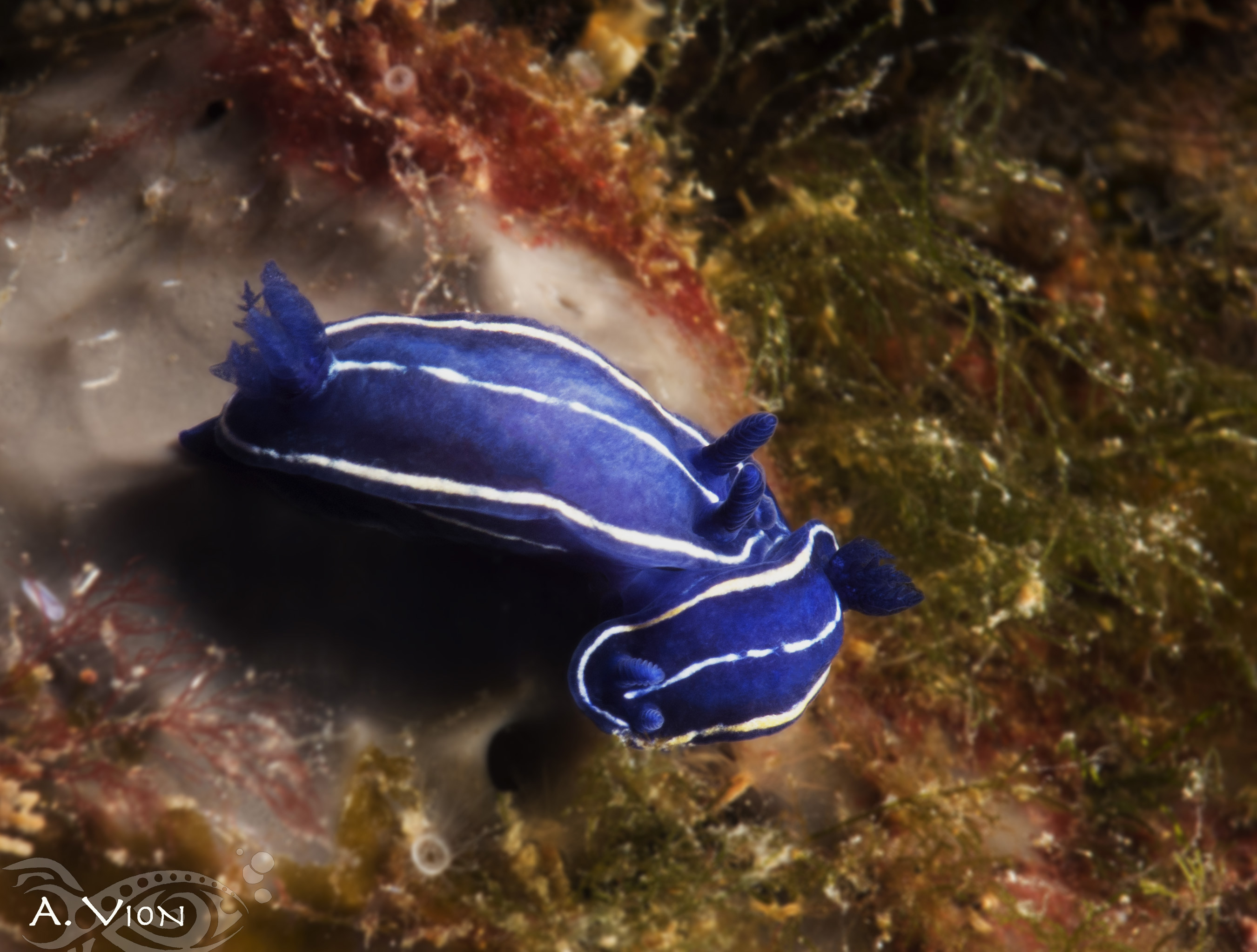 Nudibranche - Le Brusc Plongée