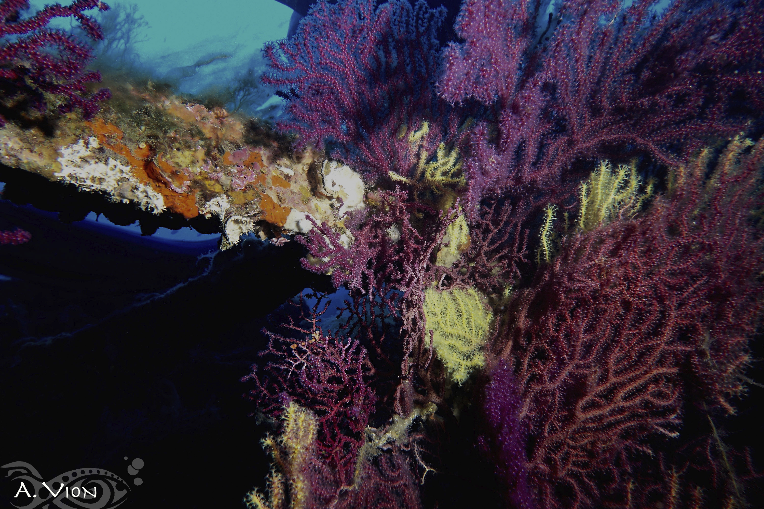 Mélange Gorgonnes - Le Brusc Plongée