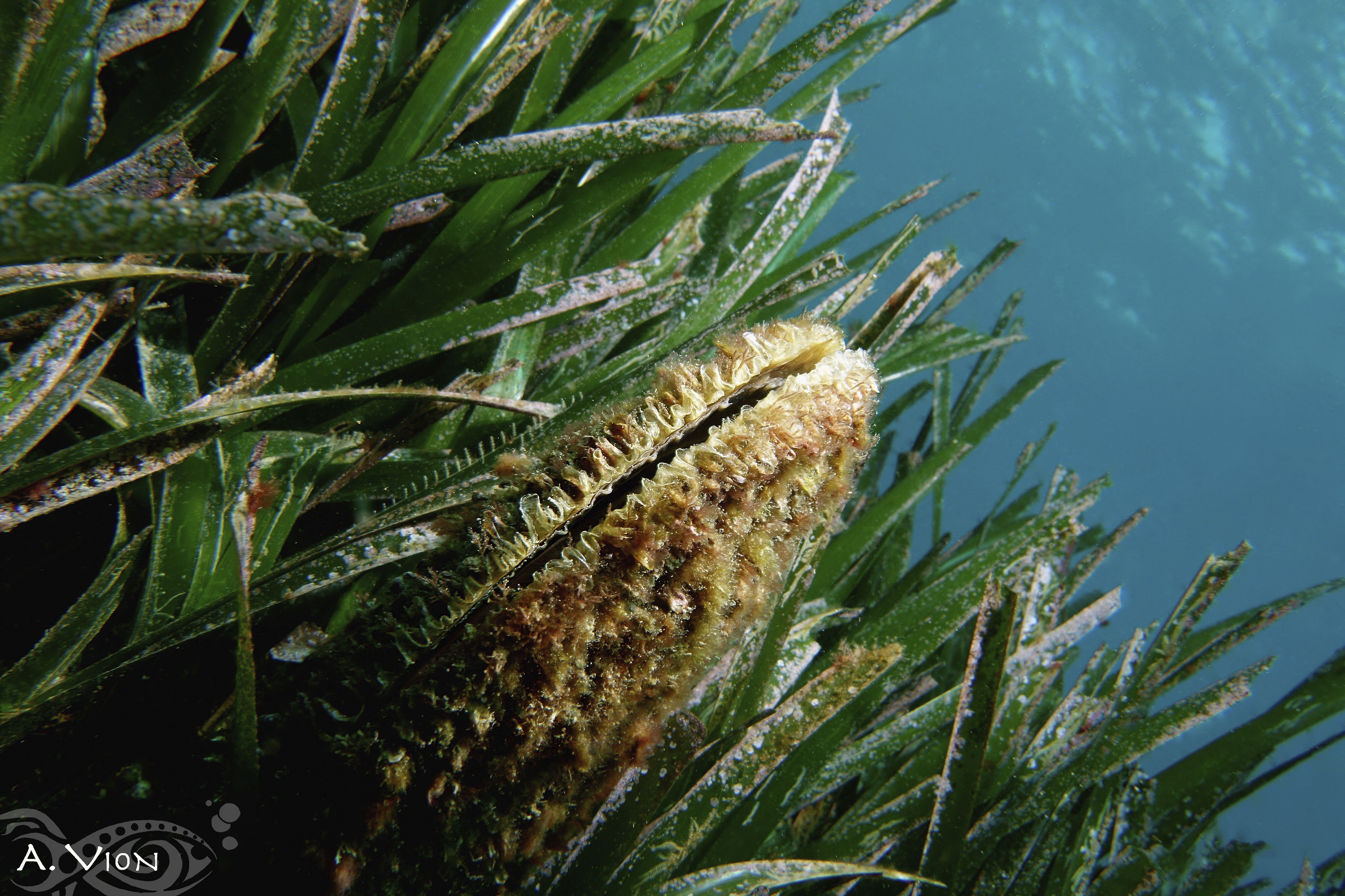 Nacre - Le Brusc Plongée