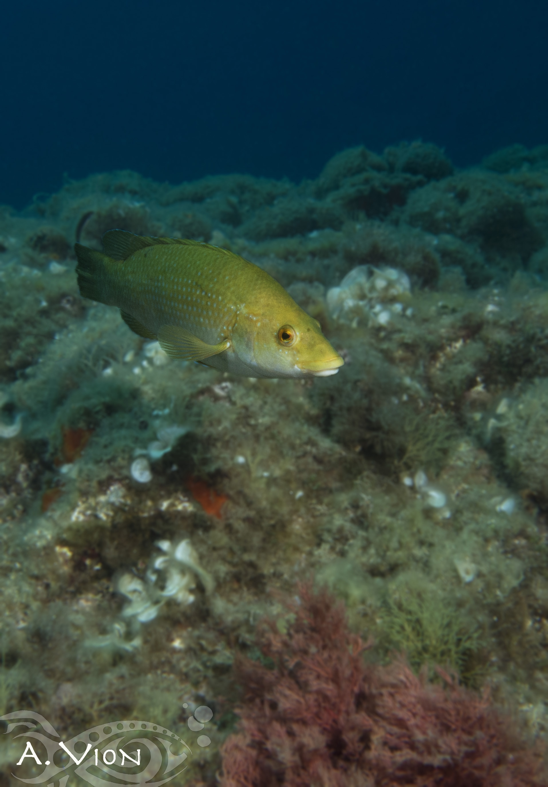 Labre - Le Brusc Plongée