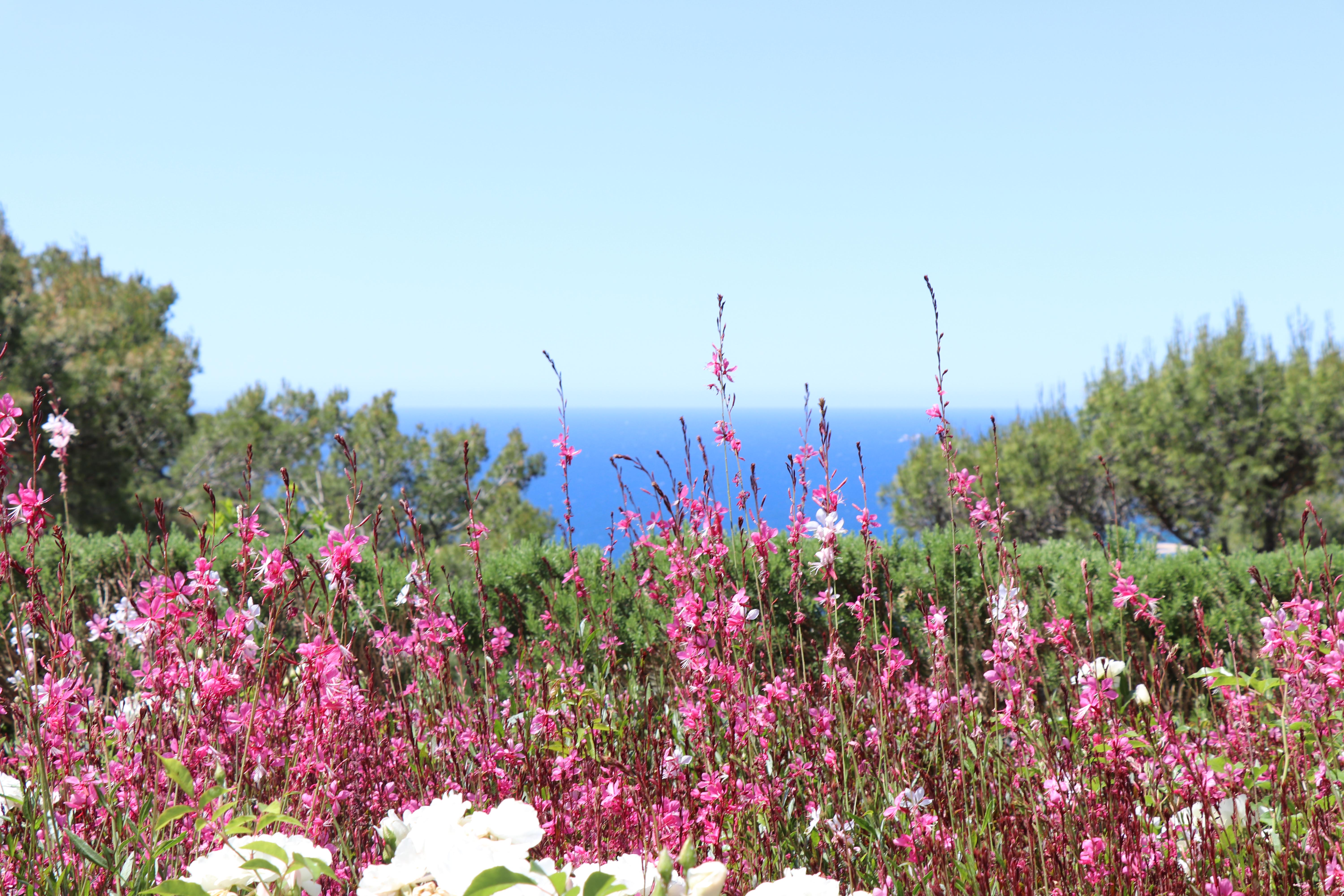 2020 - M. Delesalle Luc