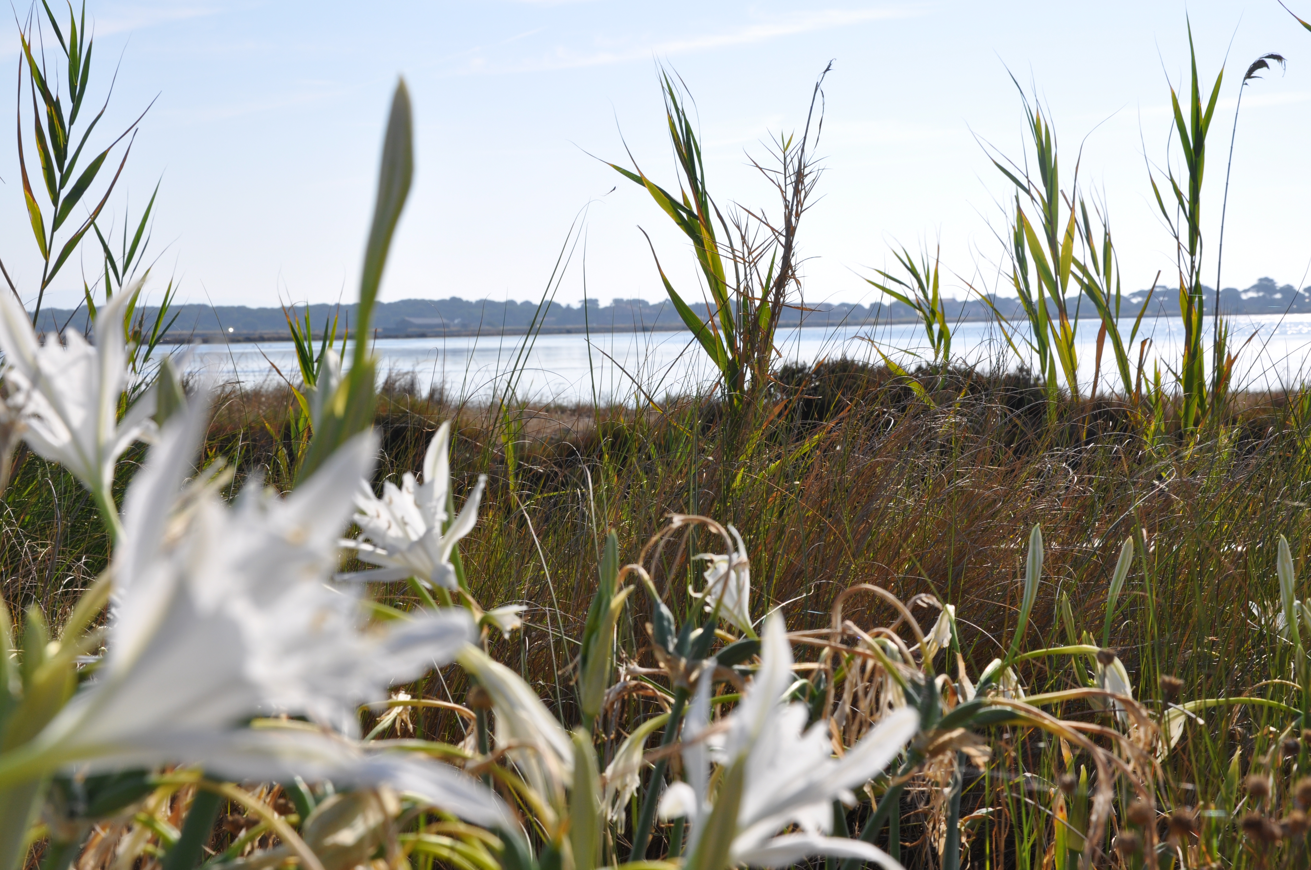 salin hyeres patrimoine pesquiers sel - Visite guidée : Histoire du sel