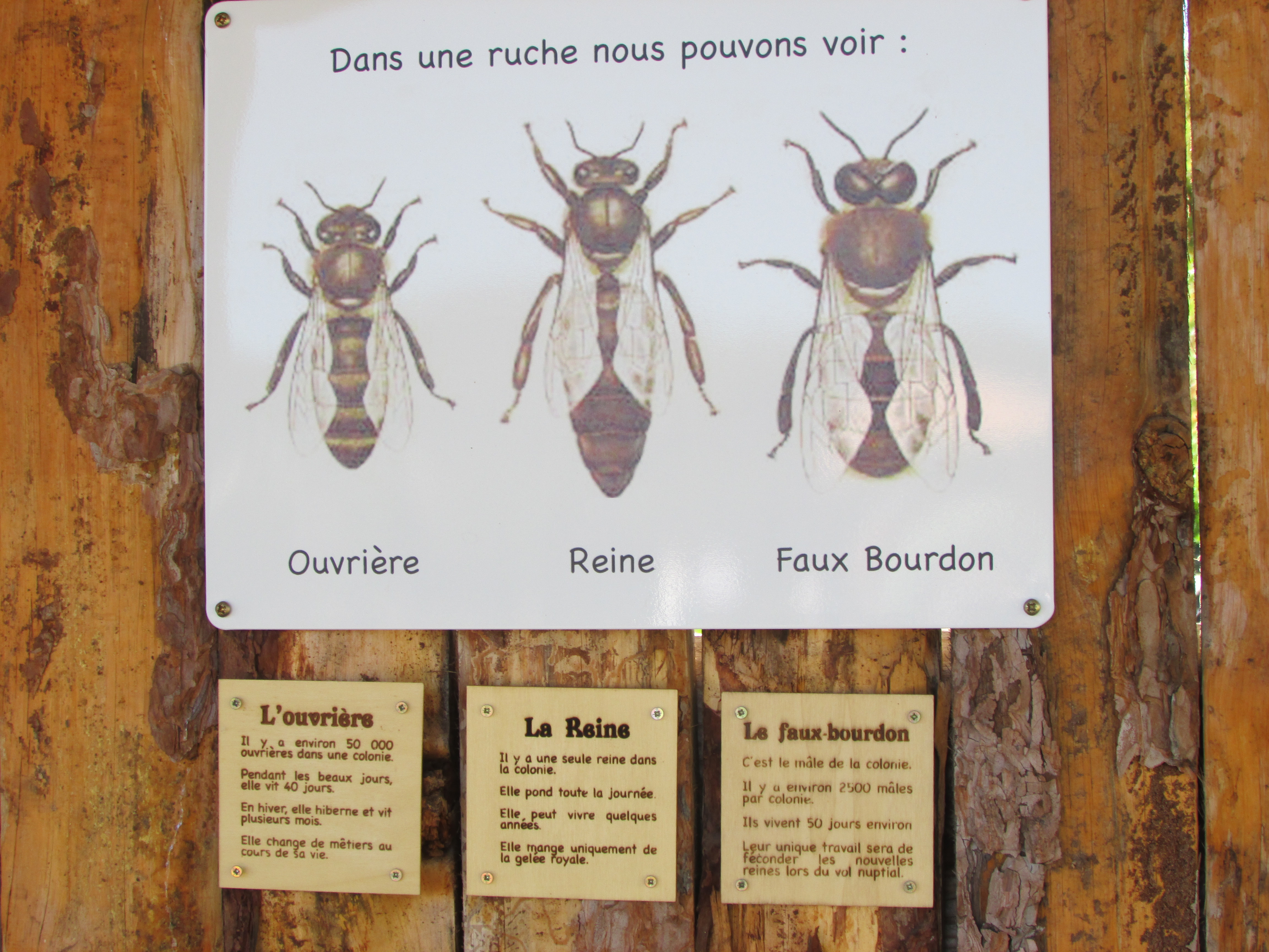 La Ferme des Banons, apiculture - Y.S