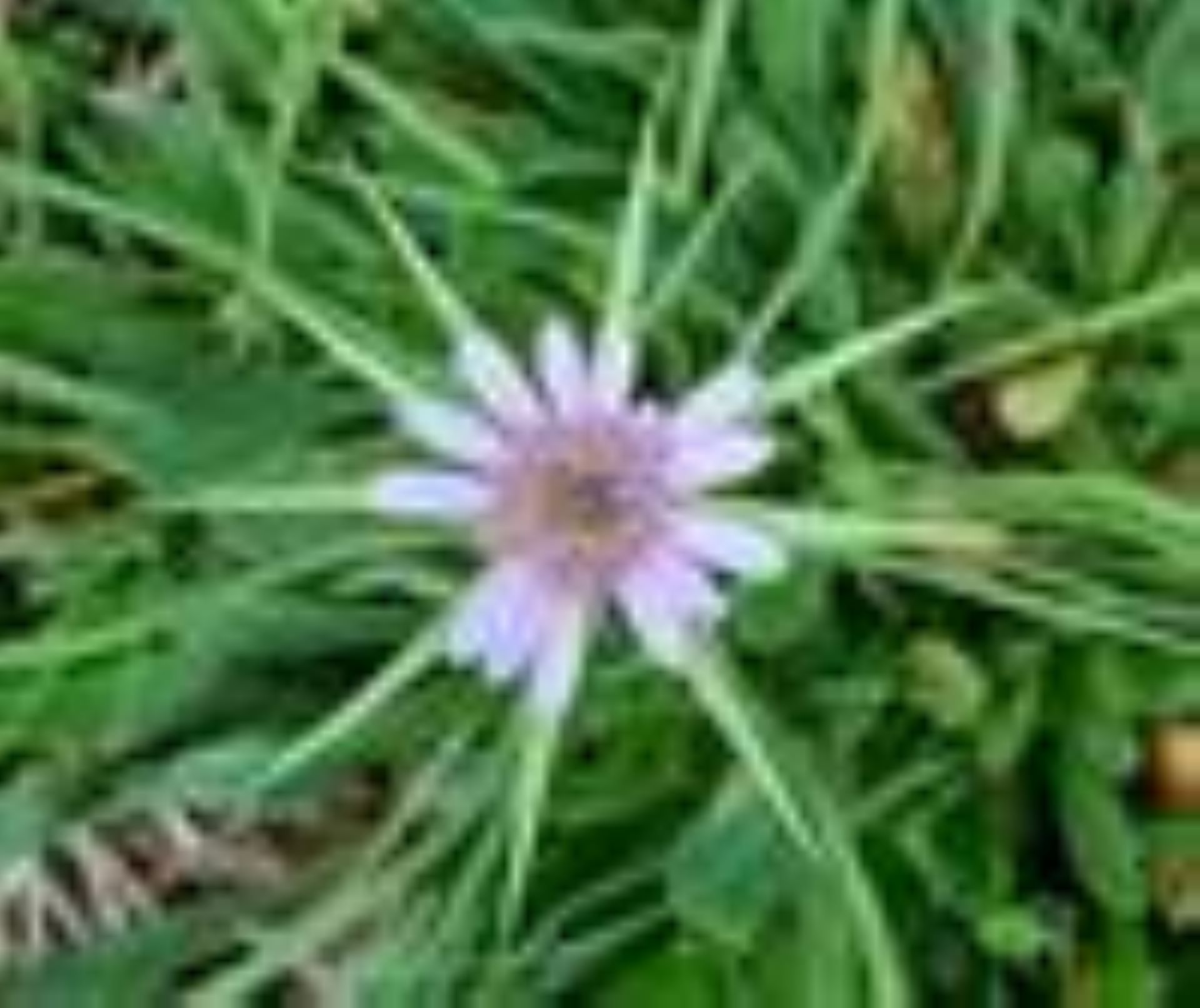 Sortie Botanistes en herbe - Frédéric Segoura