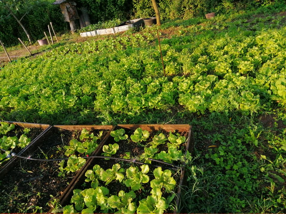 Le potager des Fils du Vent - DR / Le potager des Fils du Vent