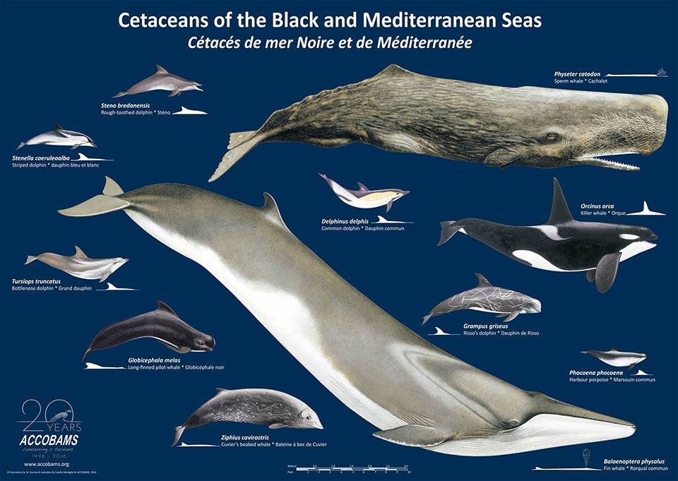 Sea Adventure - ACCOBAMS