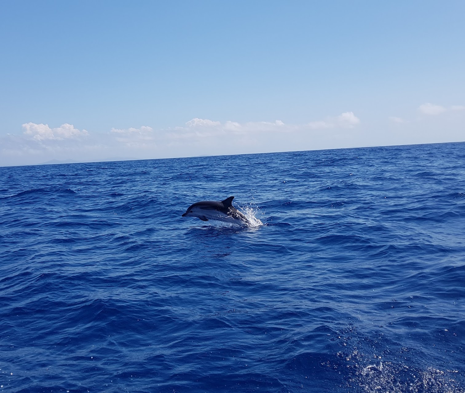 Sea Adventure - SEA ADVENTURE