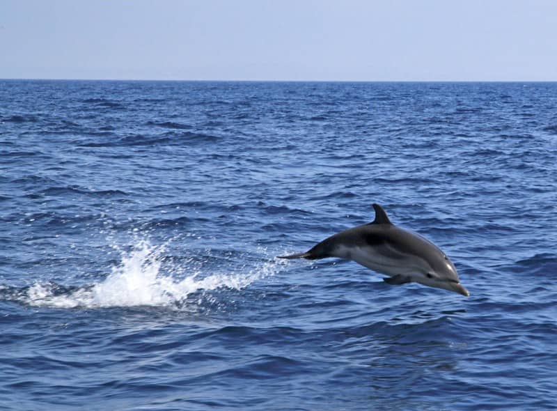 Île d'Or Evasion - Observation des mammifères marins