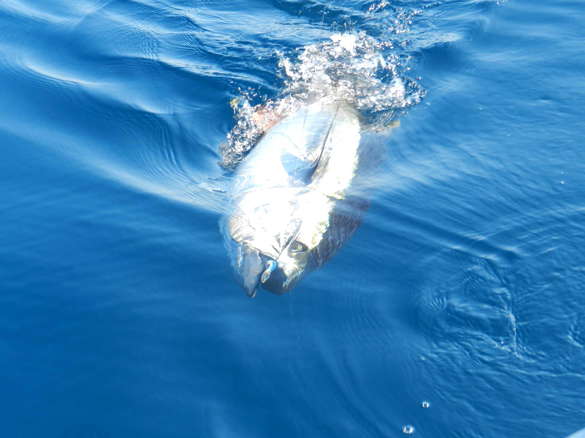 GMPCM La Coudoulière - DR /  GMPCM