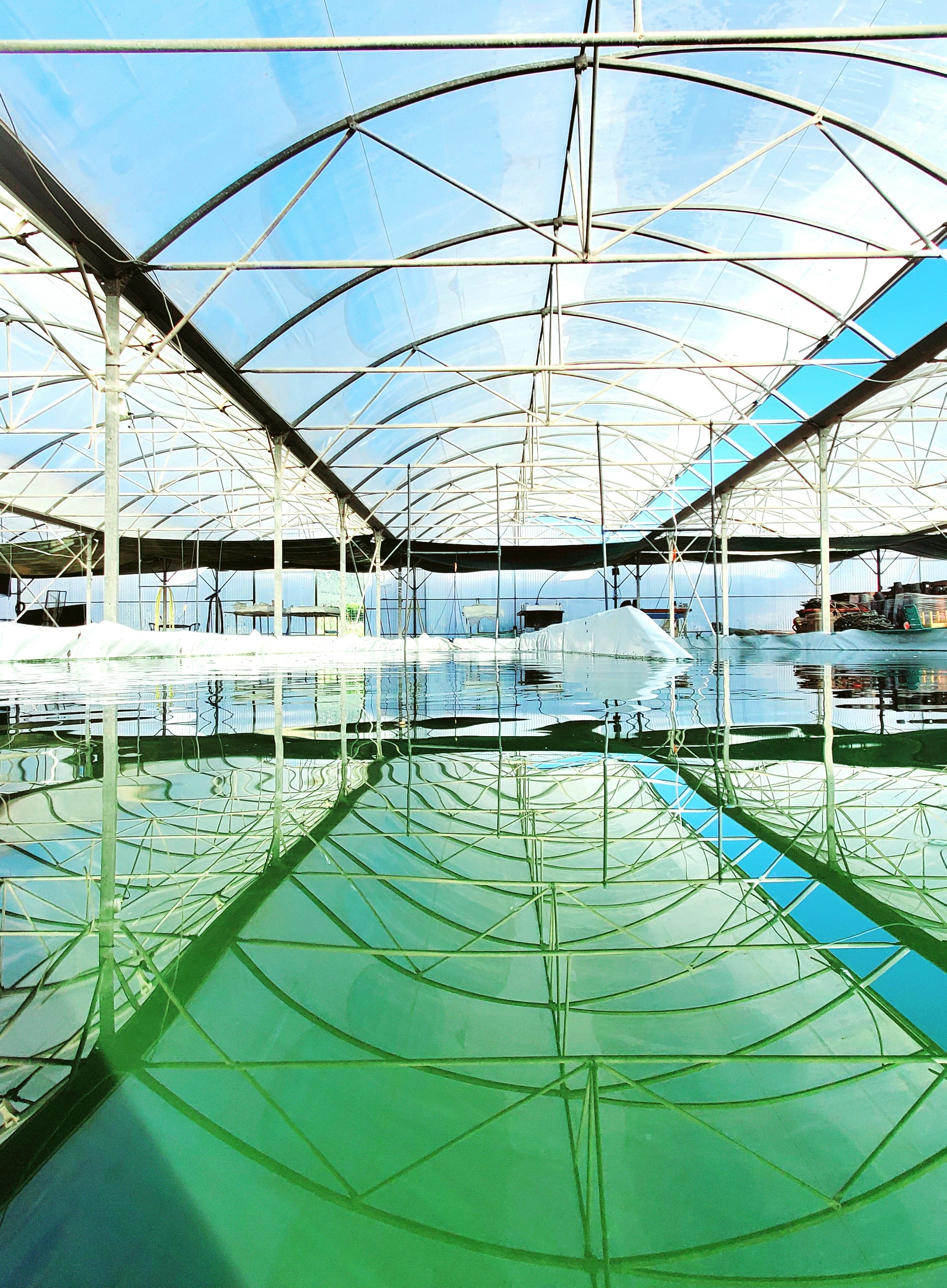 les bassins sous serres - Cap Spiruline