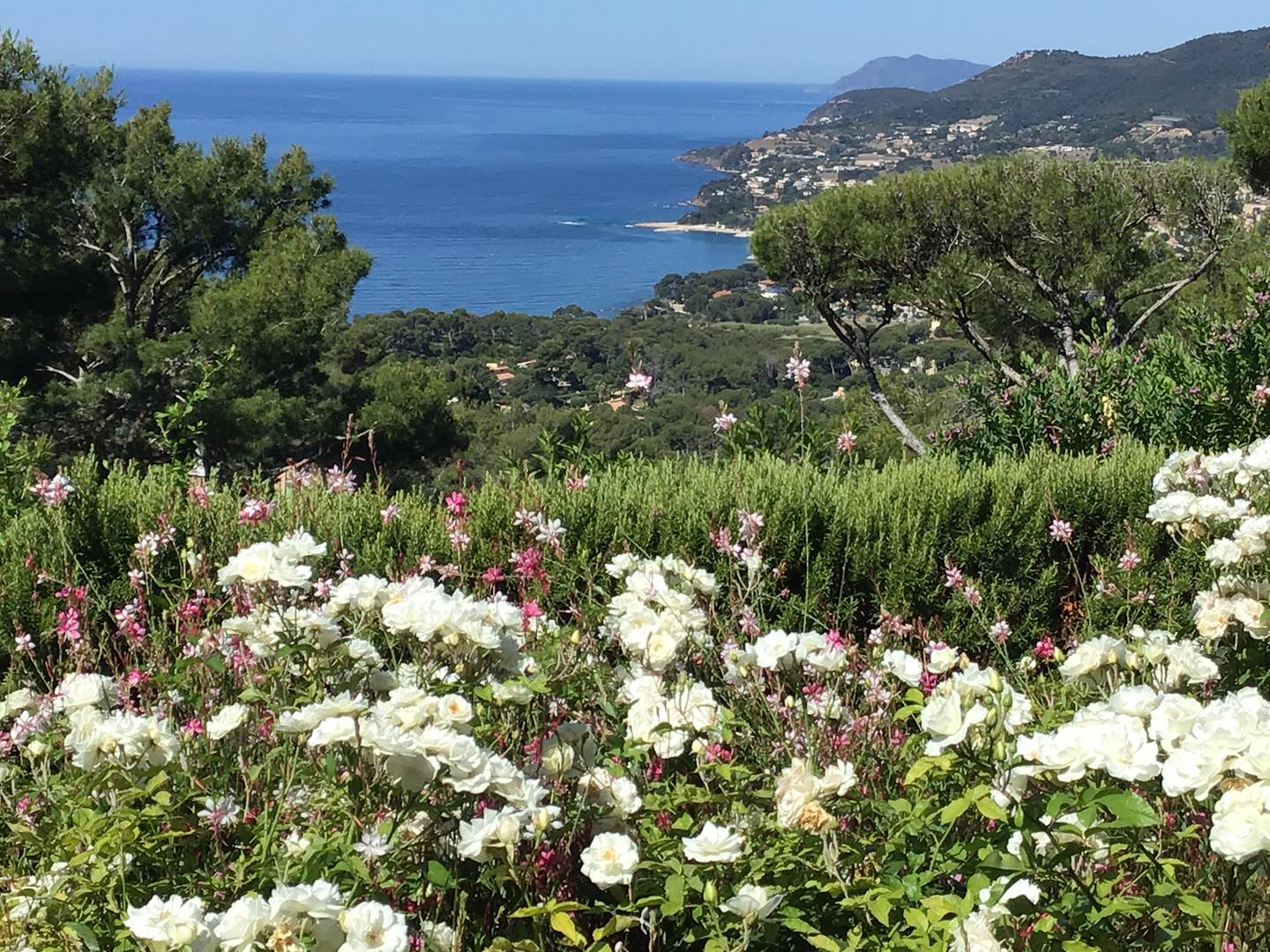 Jardin - M. Delesalle Luc