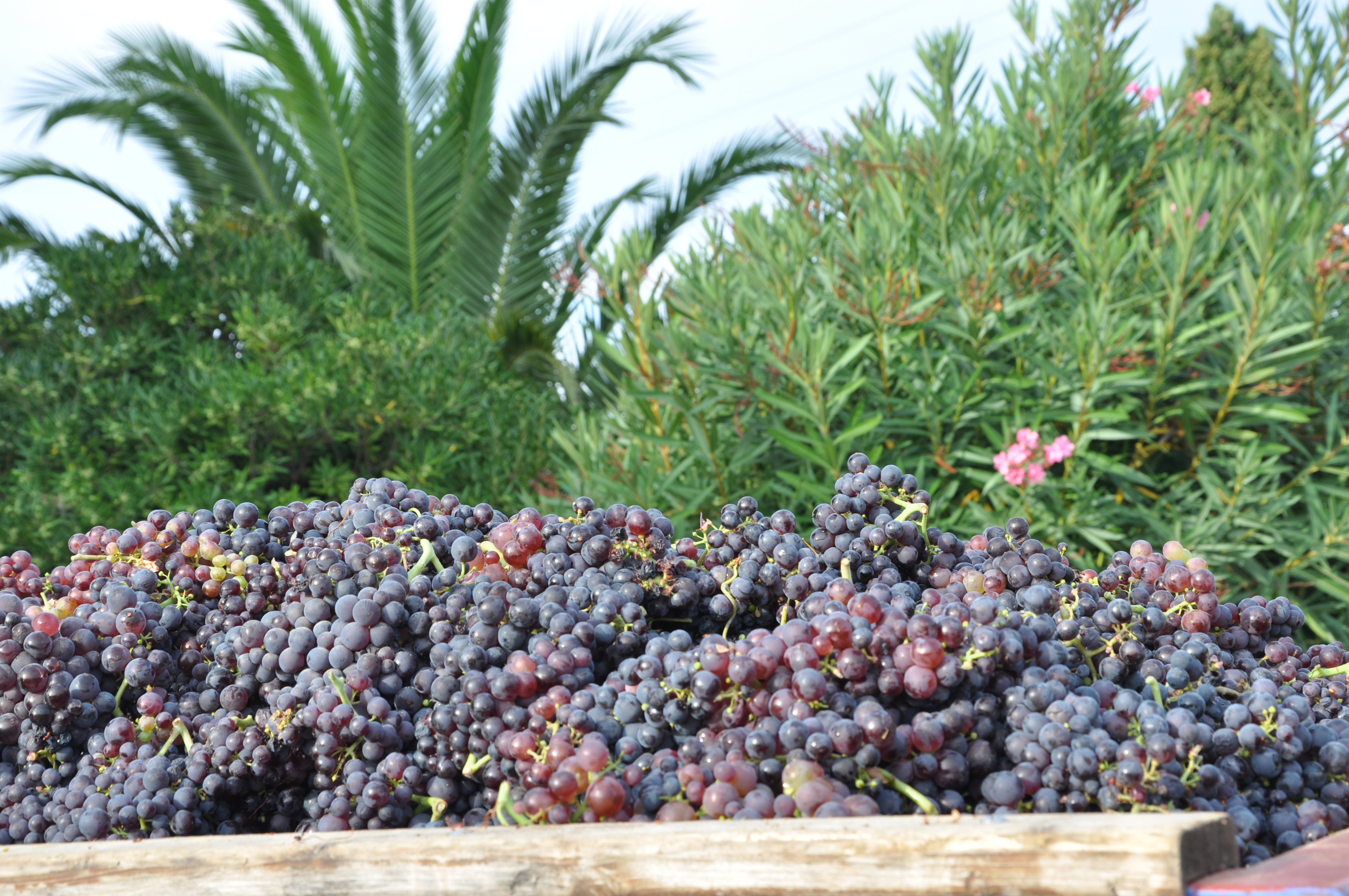 TIBOUREN - CLOS CIBONNE