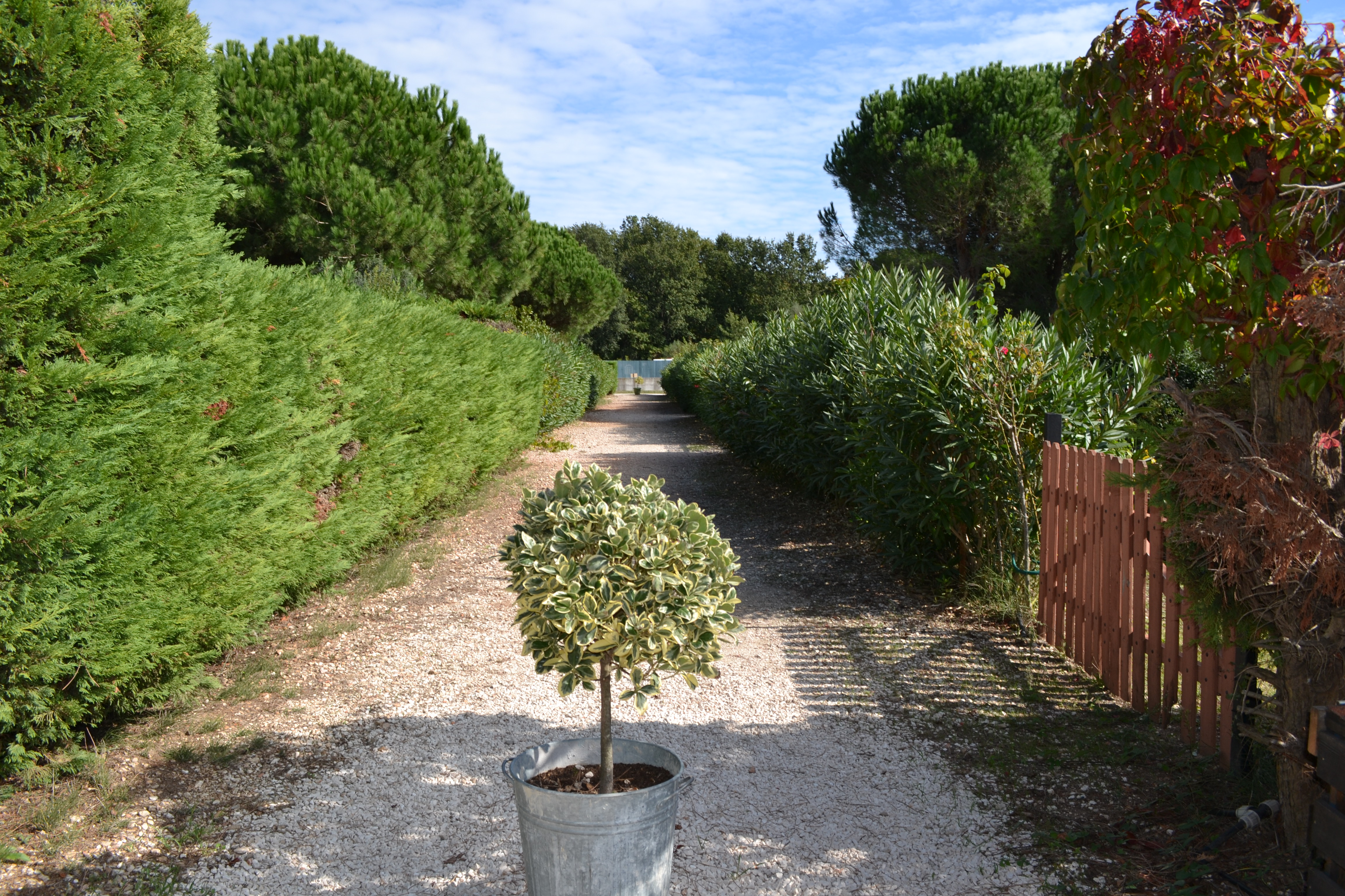 Allée centrale d'accès aux chalets - domaine du Tian