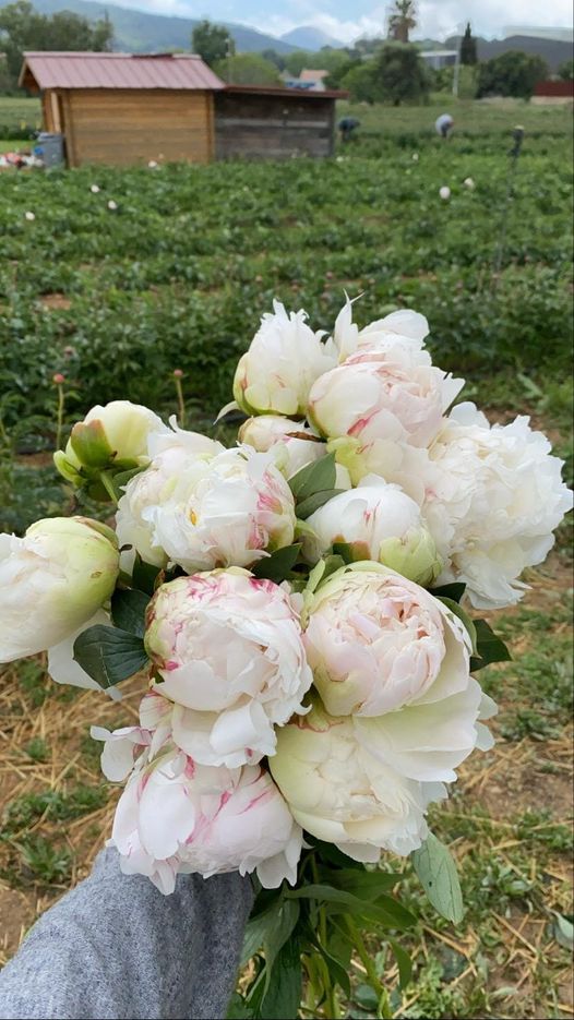 La Crau terre des fleurs (dont pivoines) - Office de Tourisme de La Crau
