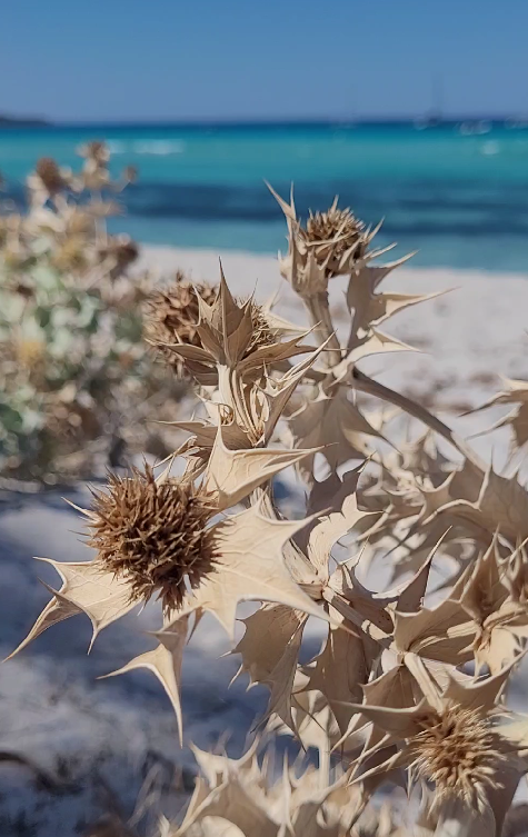 Plage - Domaine du Tian