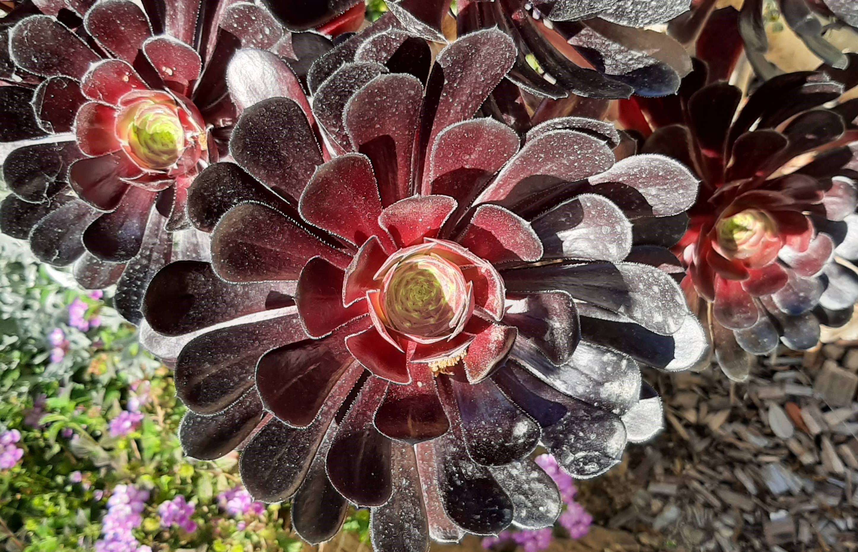 Le jardin des sept sens_Hyères - Emmanuelle Chevalier