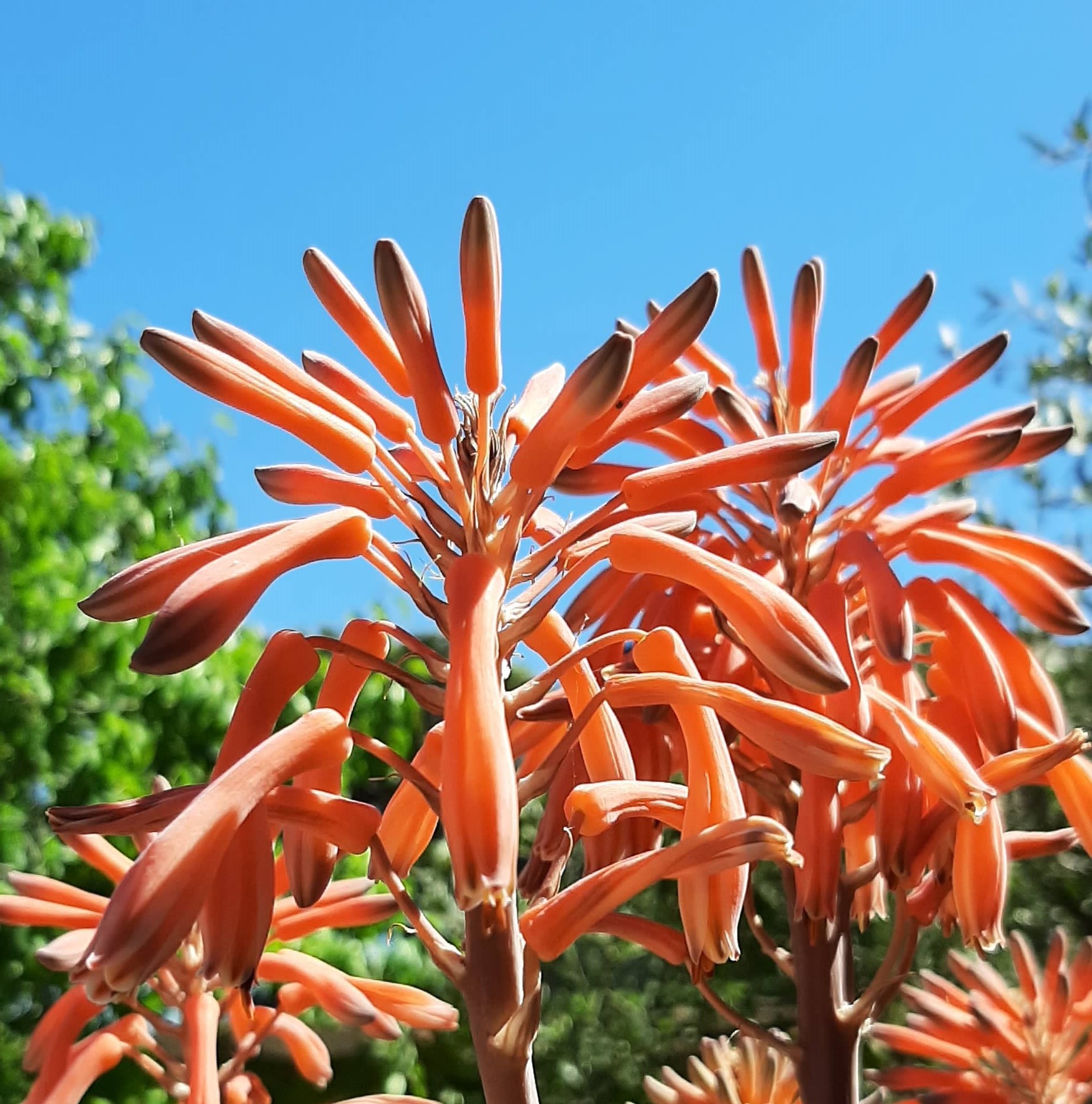 Le jardin des sept sens_Hyères - Emmanuelle Chevalier